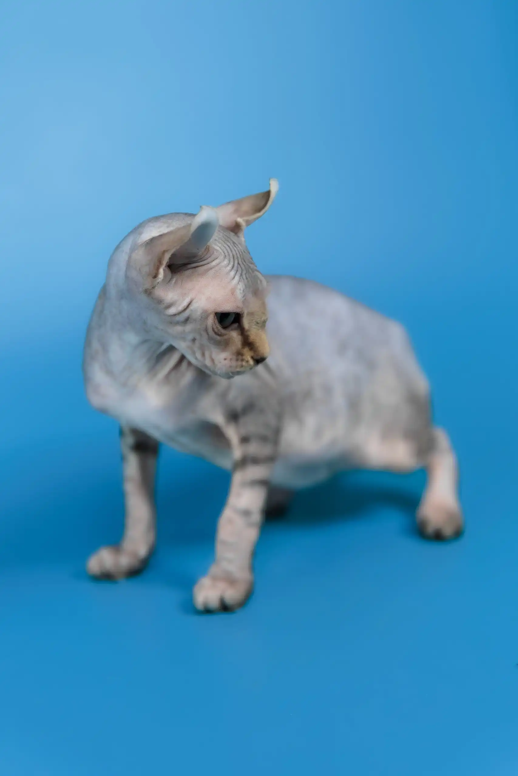 Inesa | Elf Sphynx Kitten - Image 5