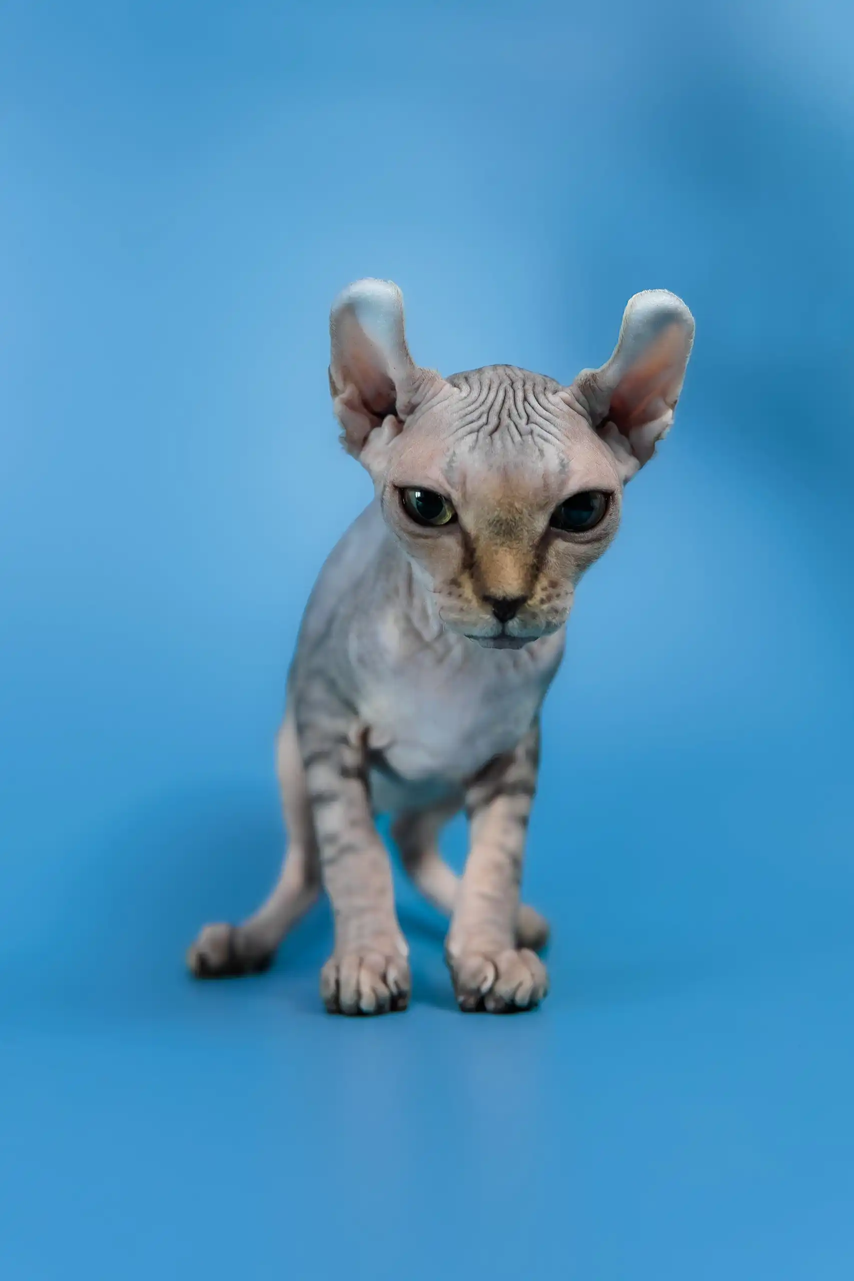 Inesa | Elf Sphynx Kitten - Image 7