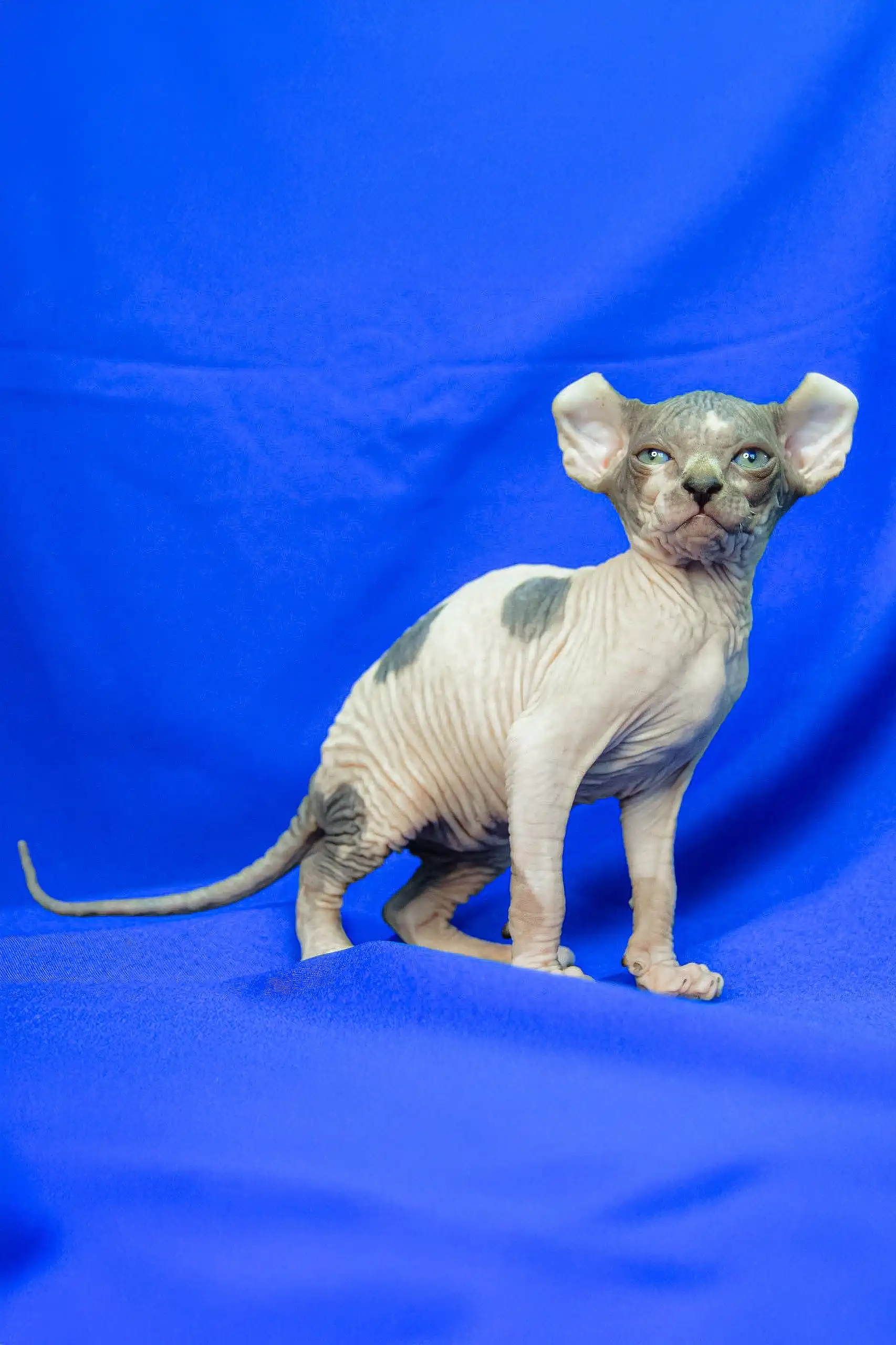 Melinda | Elf Sphynx Kitten - Image 6