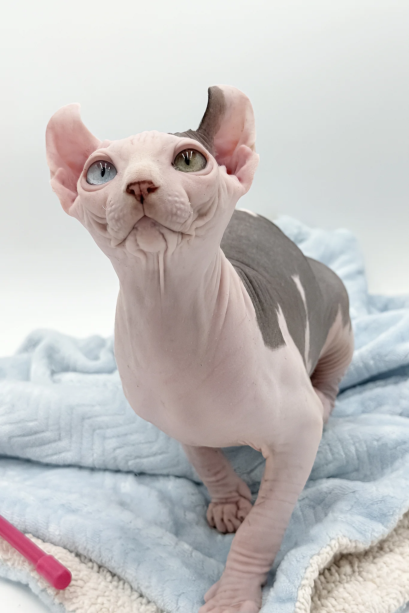 Sam | Elf Sphynx Kitten - Image 3