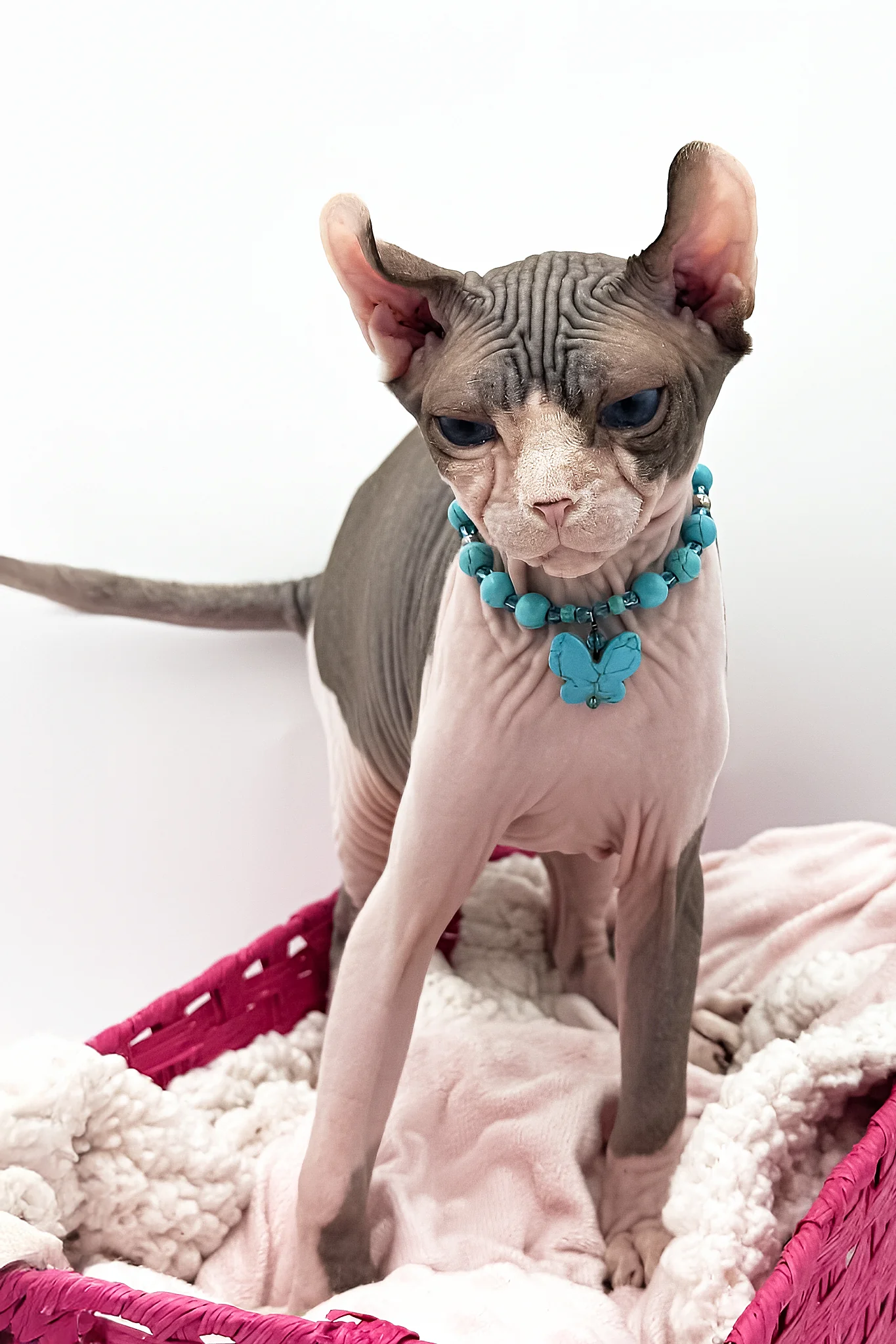Sara | Elf Sphynx Kitten - Image 3