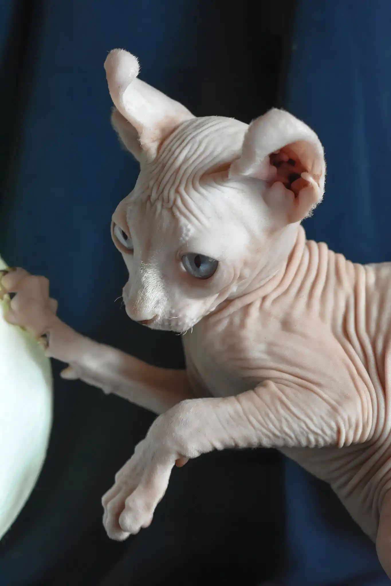 Tamila | Elf Sphynx Kitten - Image 3