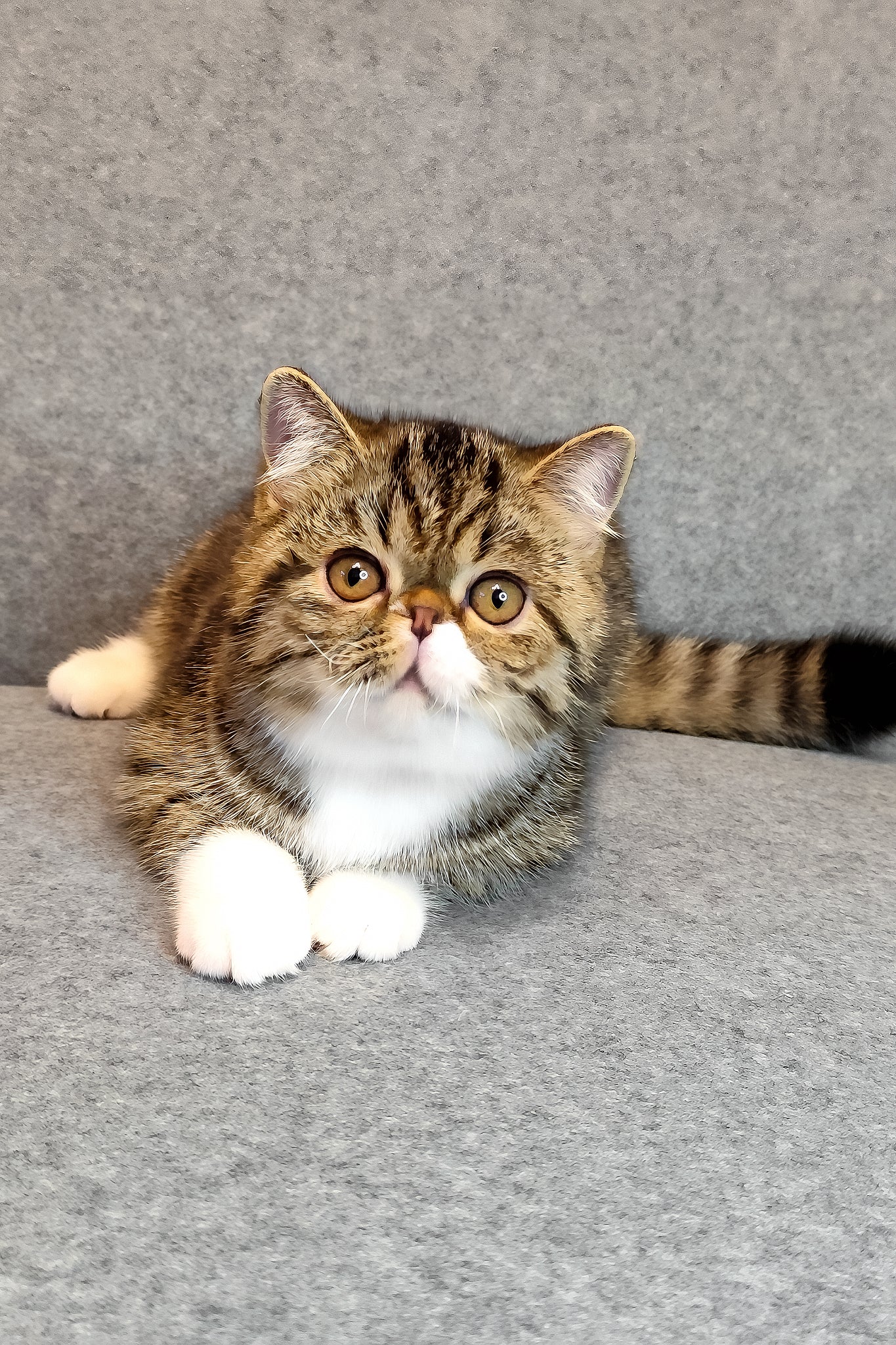 Anfisa | Exotic Shorthair Kitten - Image 2