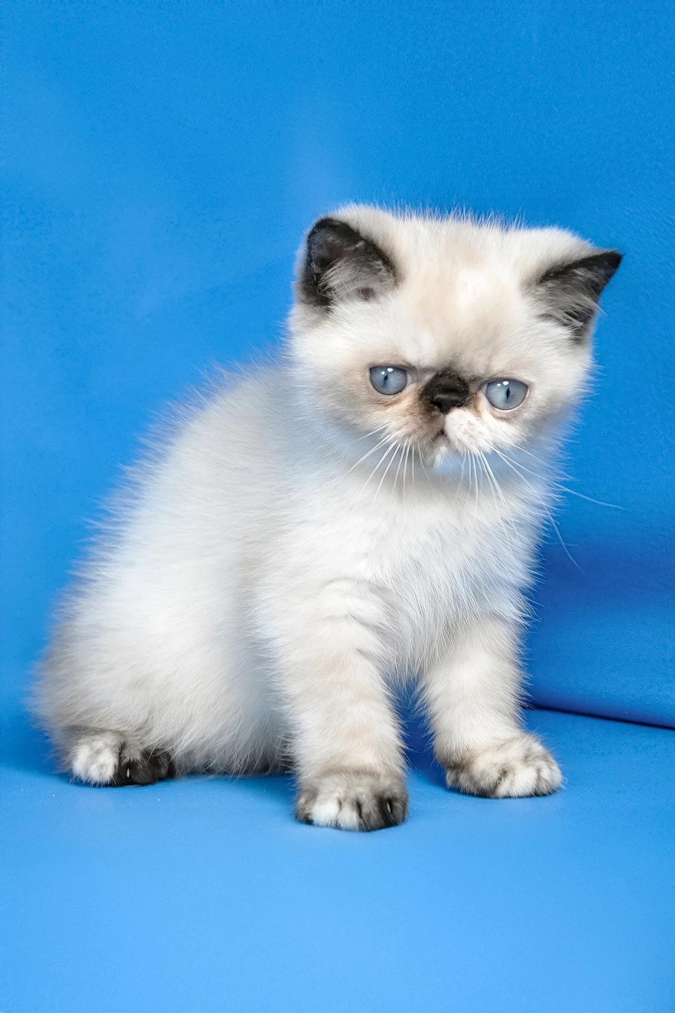 Bonita | Exotic Shorthair Kitten - Image 3