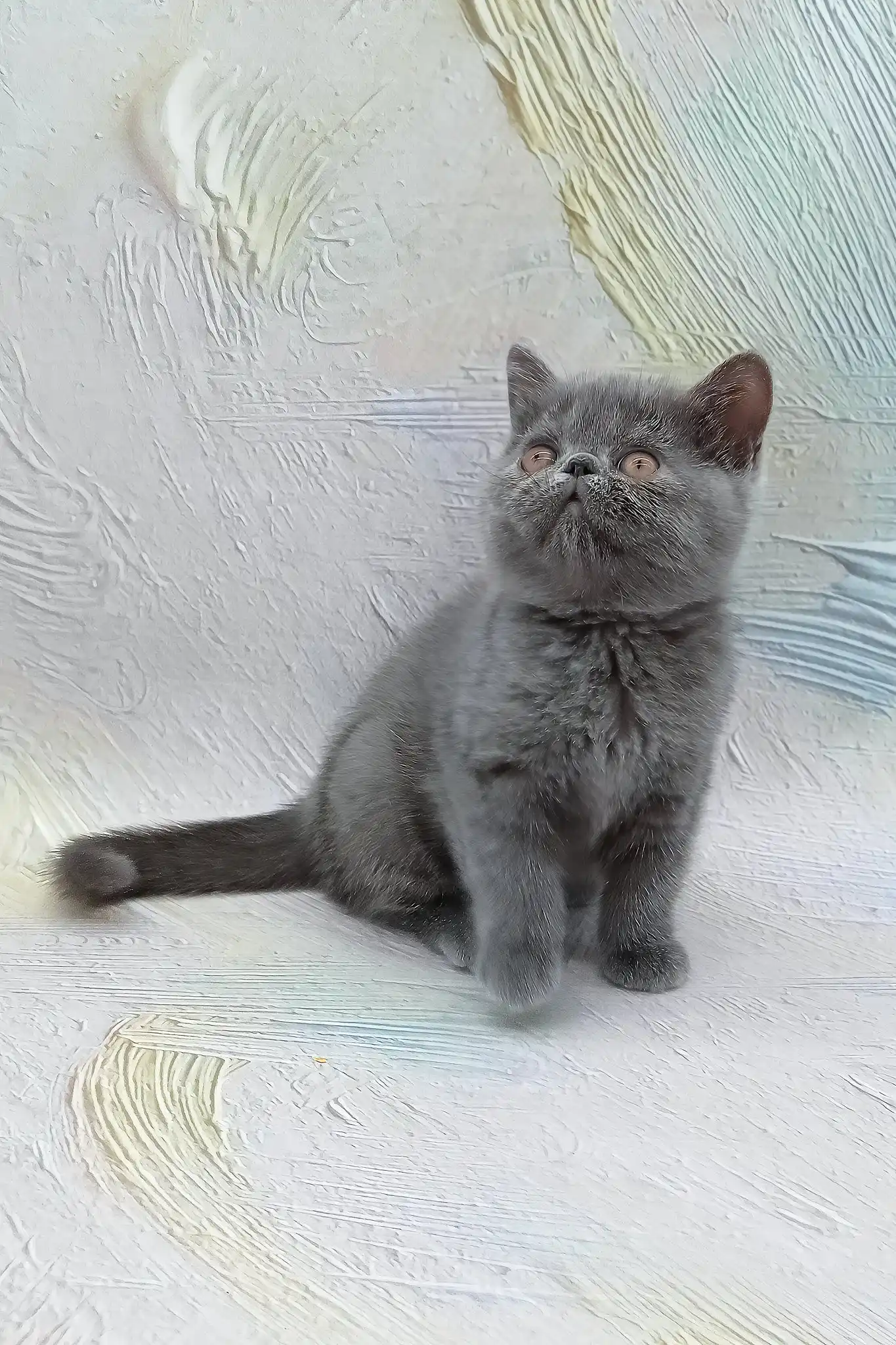 Dora | Exotic Shorthair Kitten - Image 8