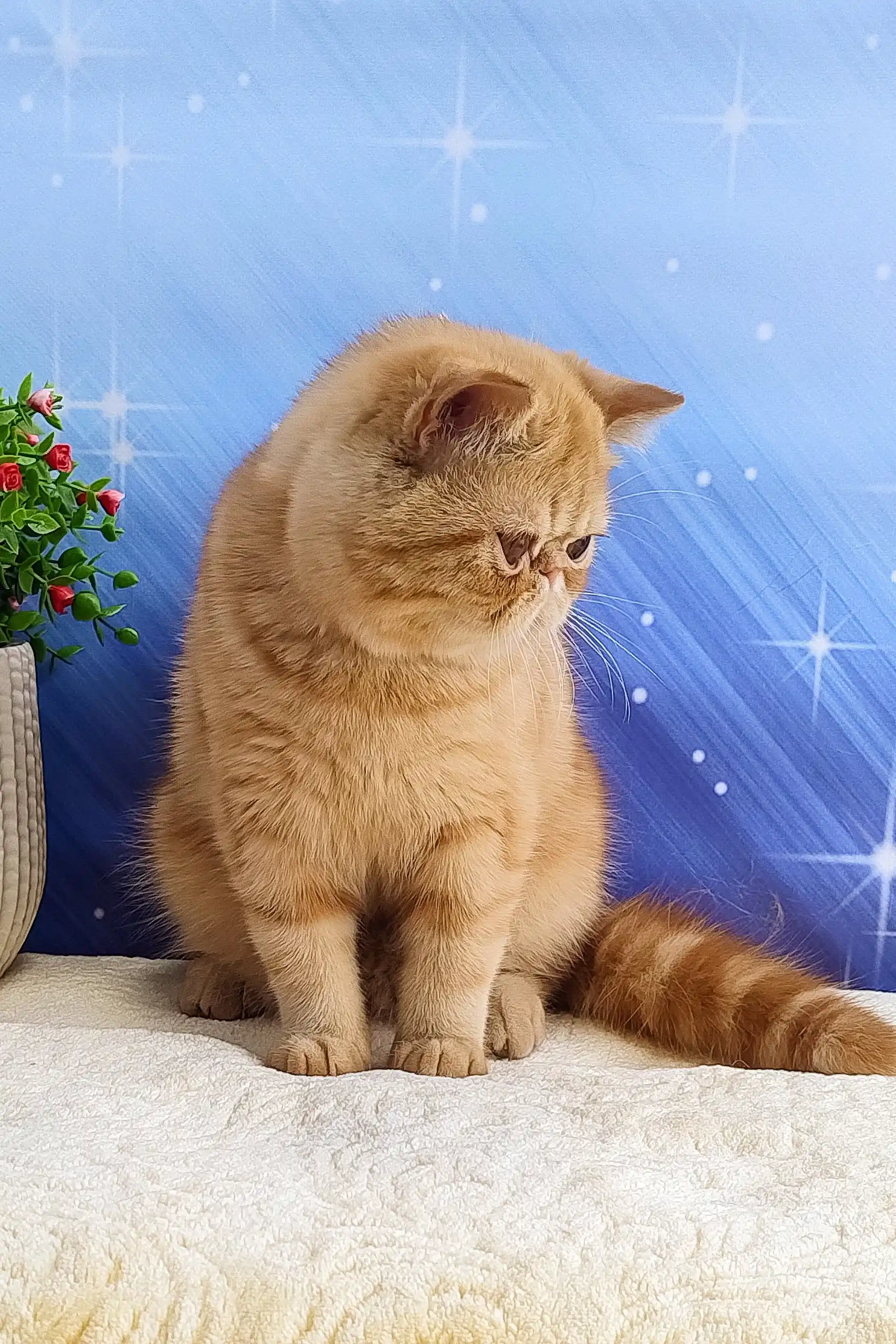 Emilia | Exotic Shorthair Kitten - Image 3
