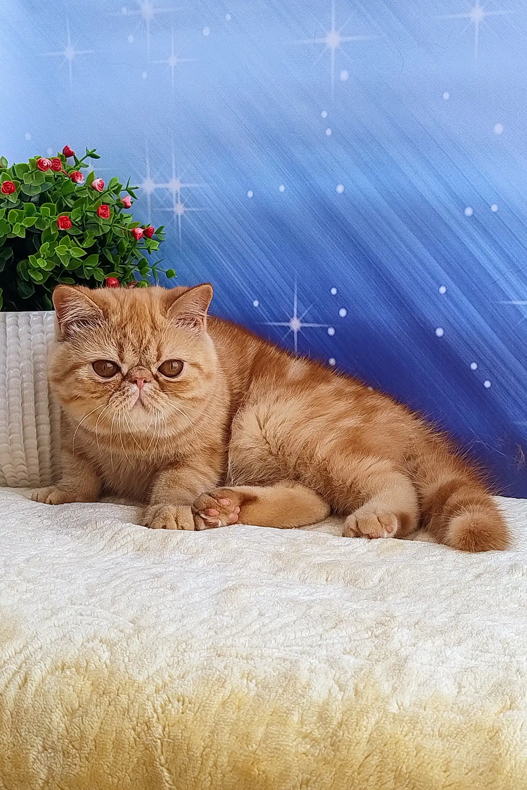 Emilia | Exotic Shorthair Kitten - Image 5