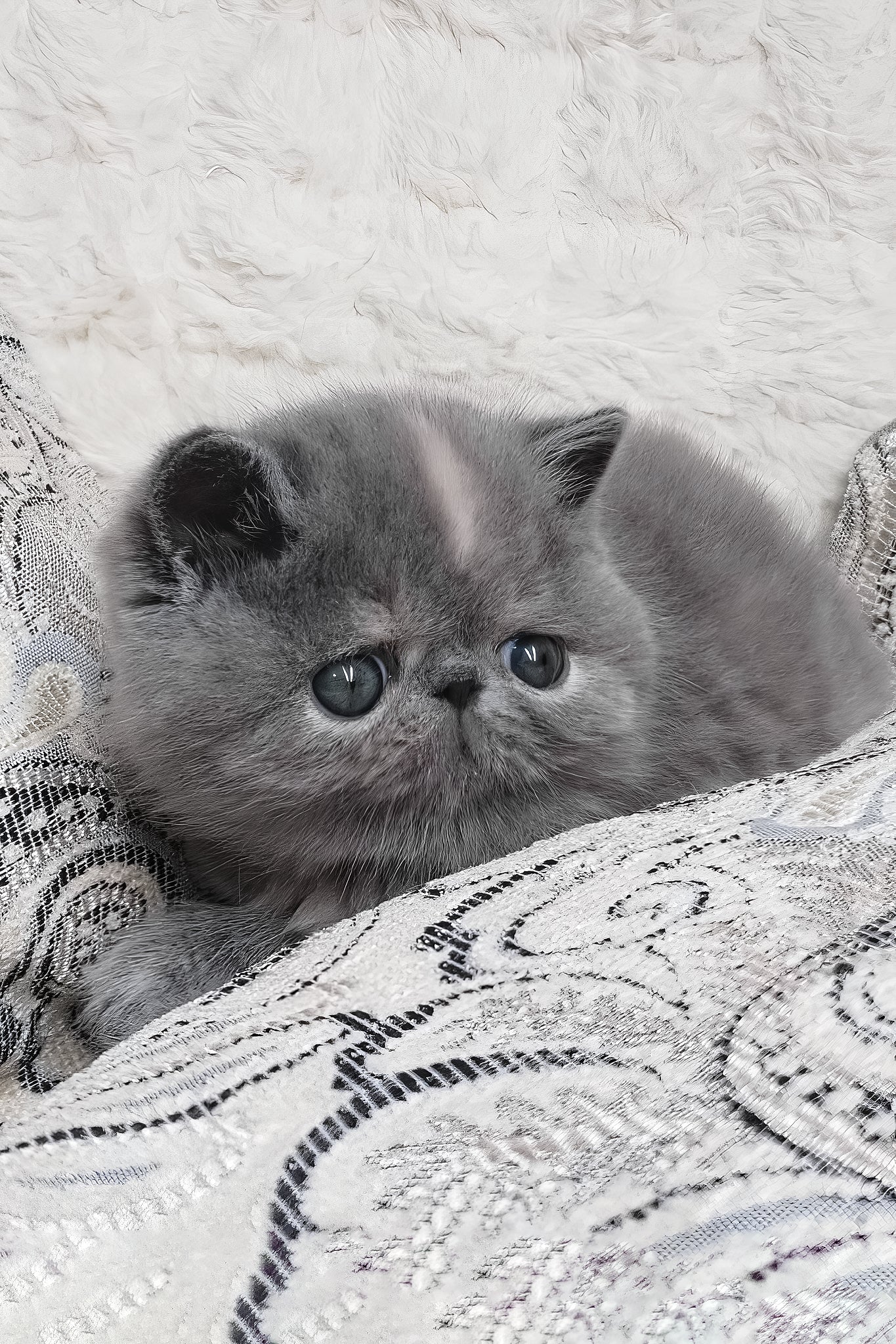 Sakura | Exotic Shorthair Kitten - Image 3