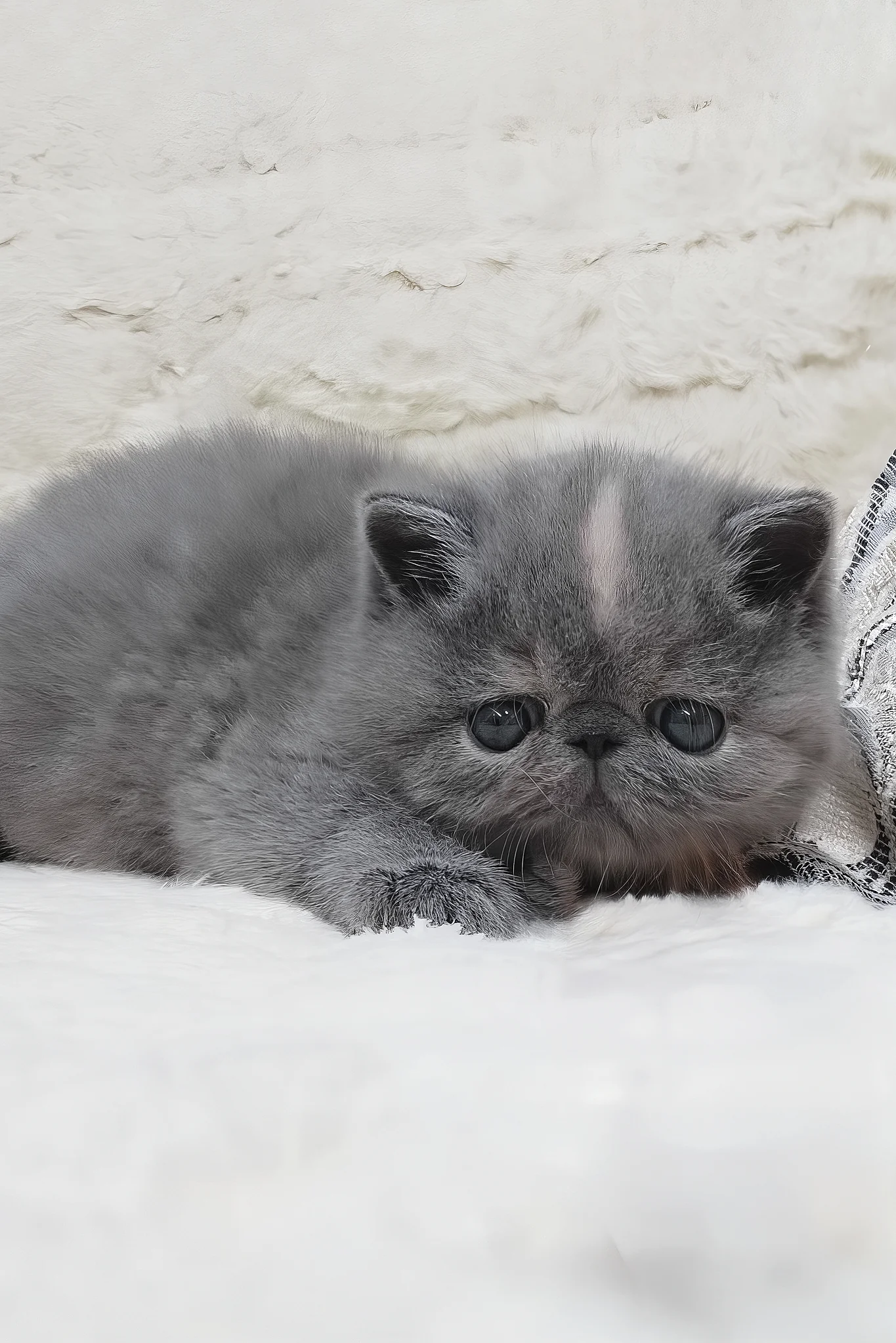 Sakura | Exotic Shorthair Kitten - Image 6