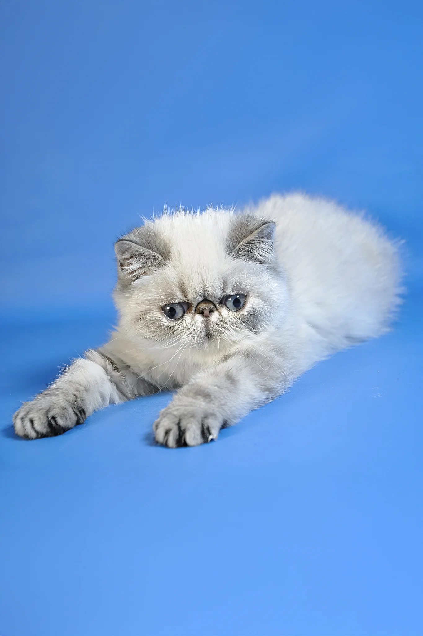 Samanta | Exotic Shorthair Kitten - Image 3