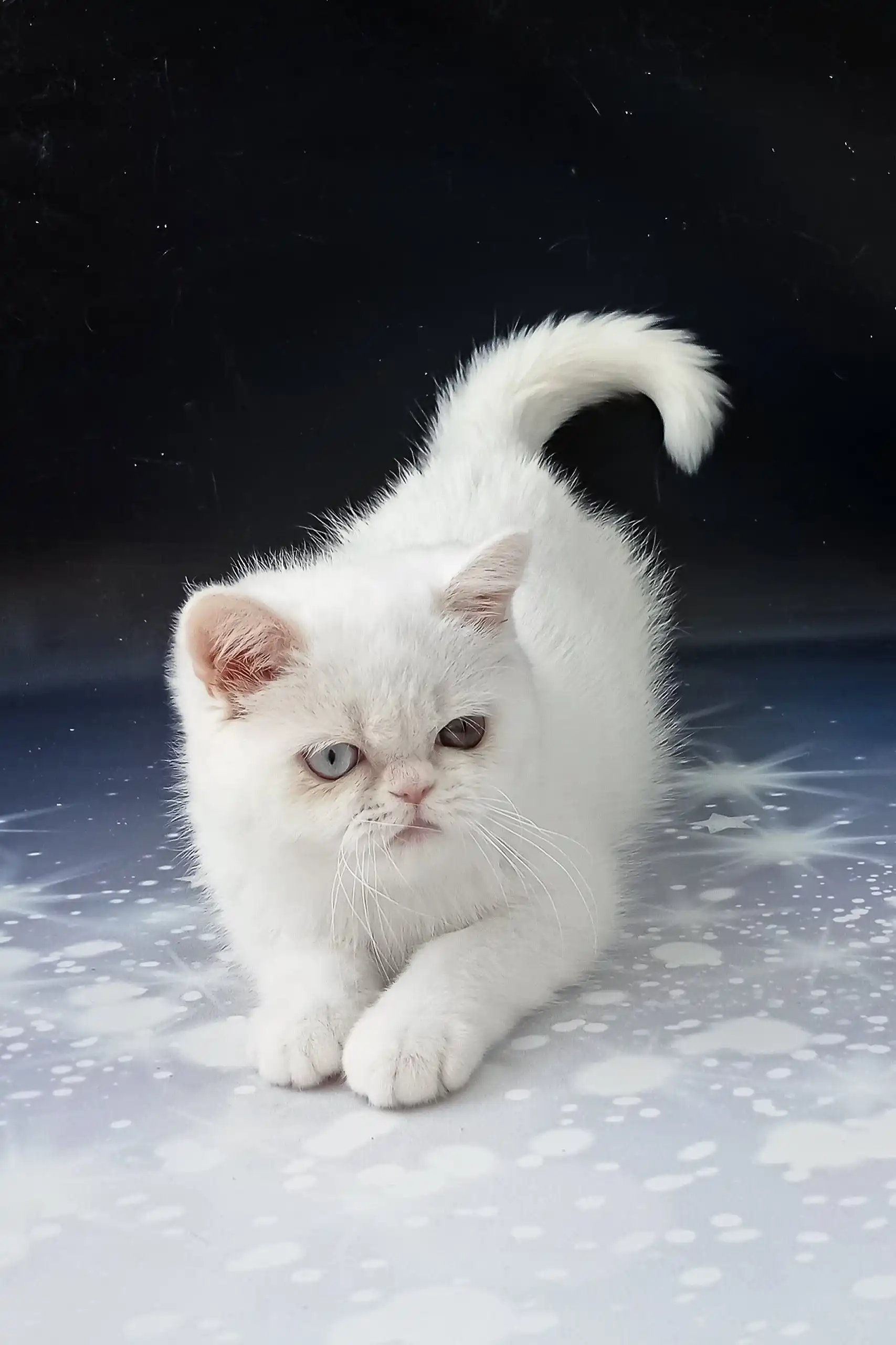Varvara | Exotic Shorthair Kitten - Image 7