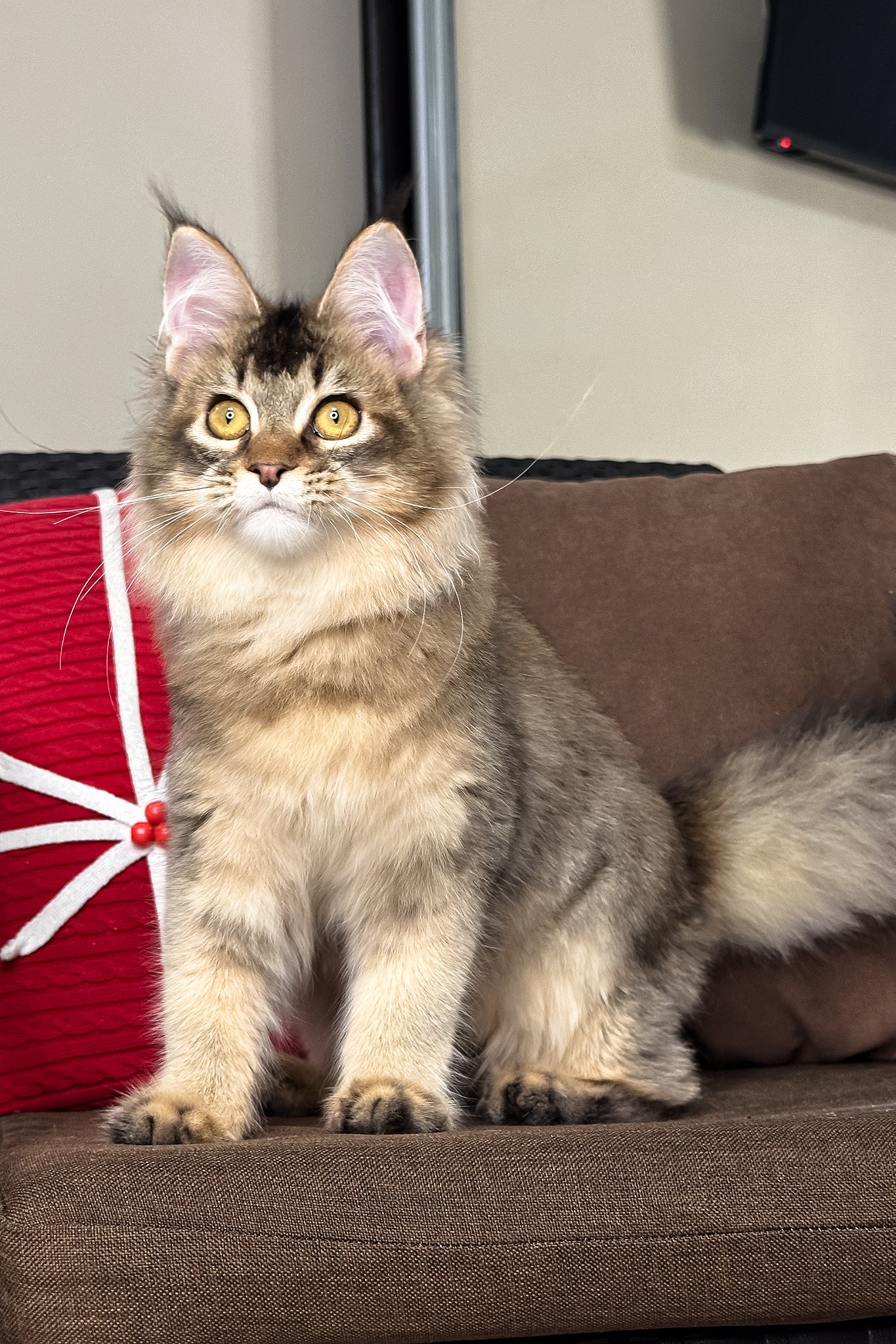 Celine | Golden Maine Coon Kitten - Image 3