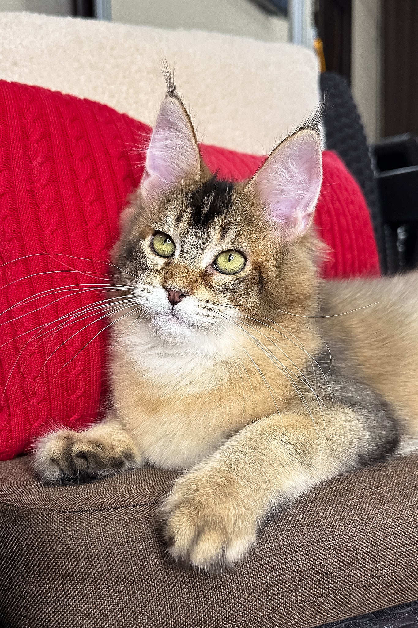 Fortuna | Golden Maine Coon Kitten - Image 4