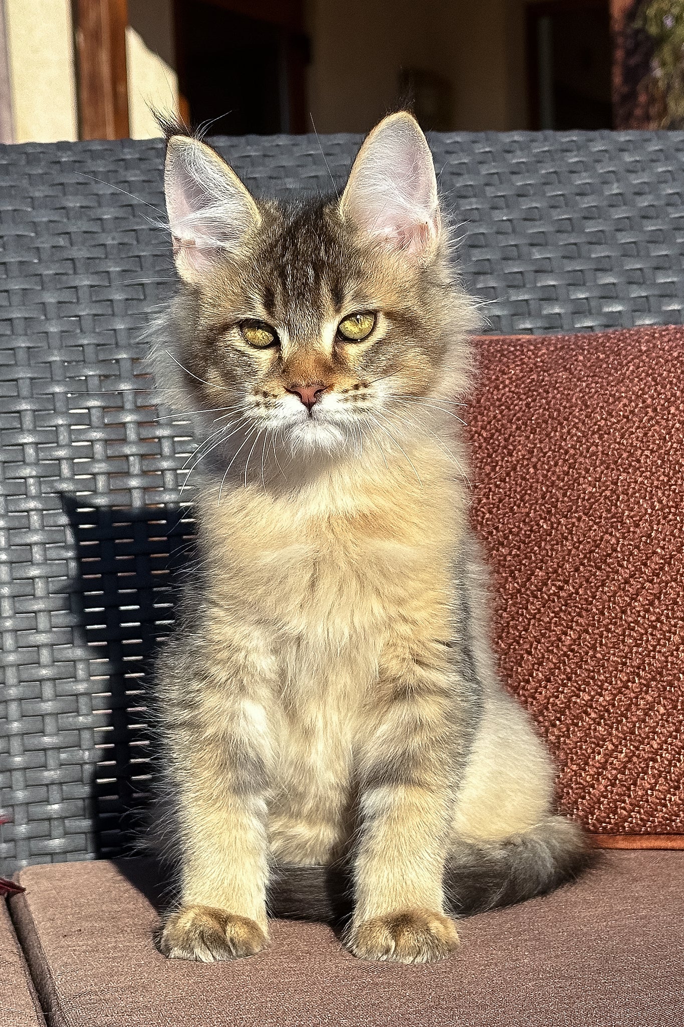 Torra | Golden Maine Coon Kitten - Image 3