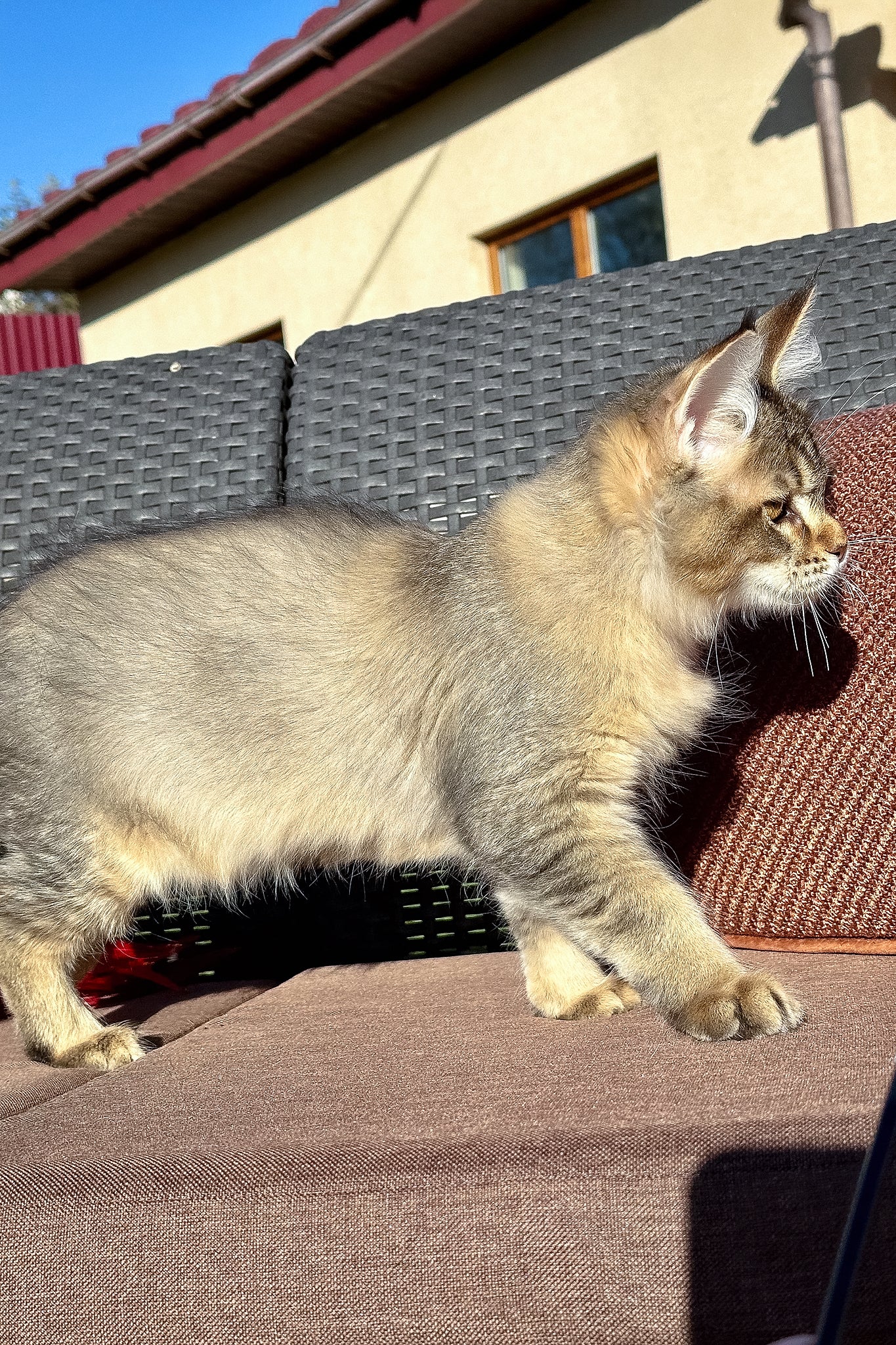 Torra | Golden Maine Coon Kitten - Image 6