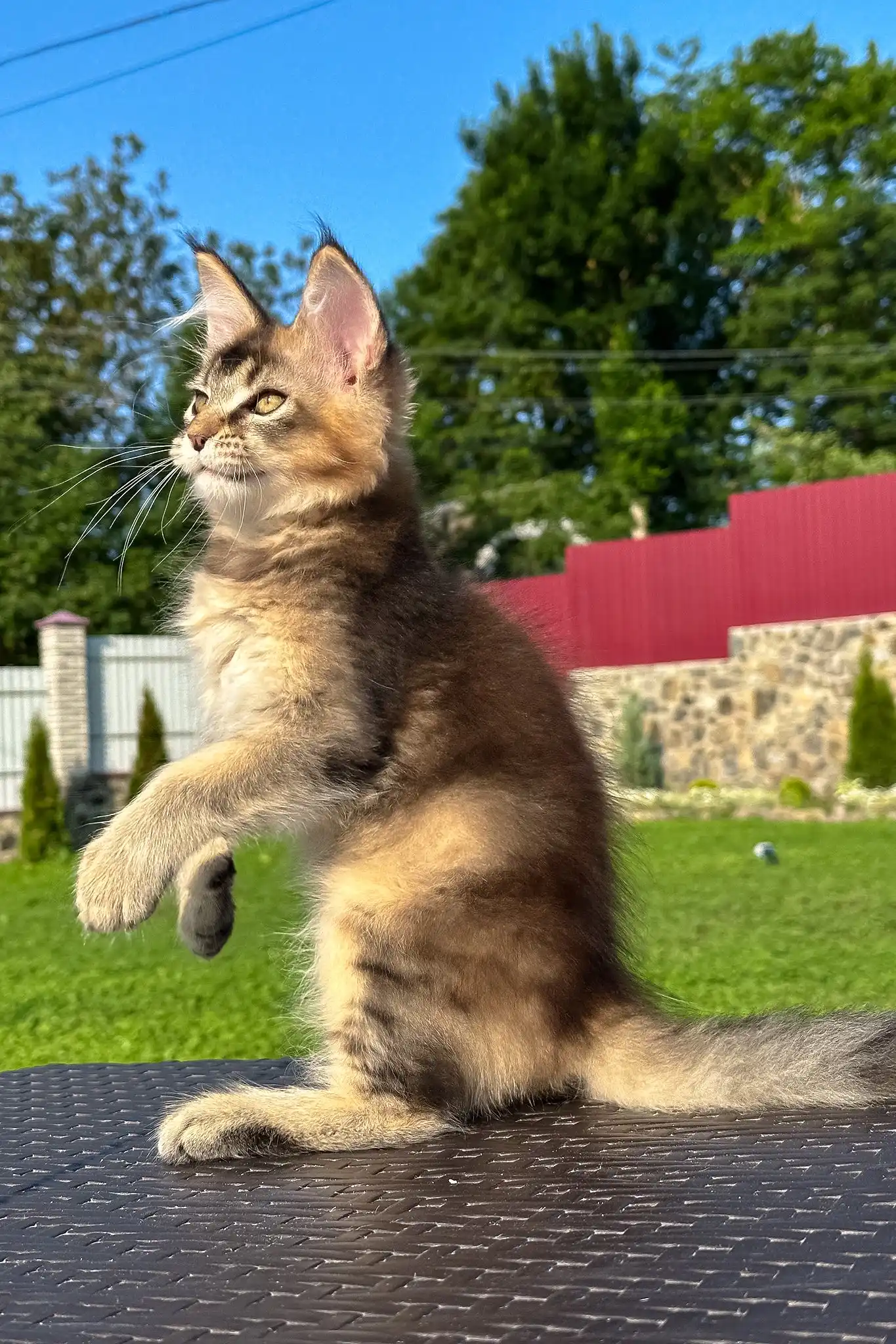 Victory | Golden Maine Coon Kitten - Image 3