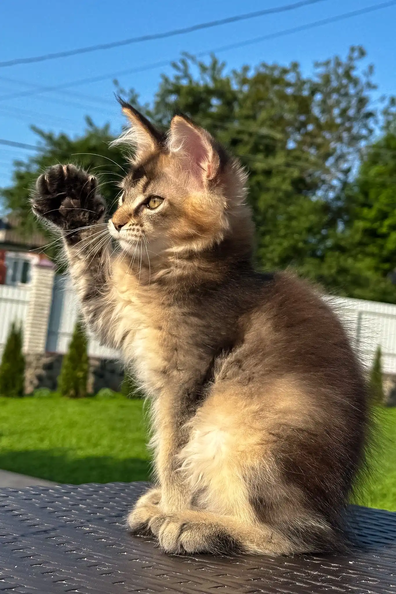 Victory | Golden Maine Coon Kitten - Image 4