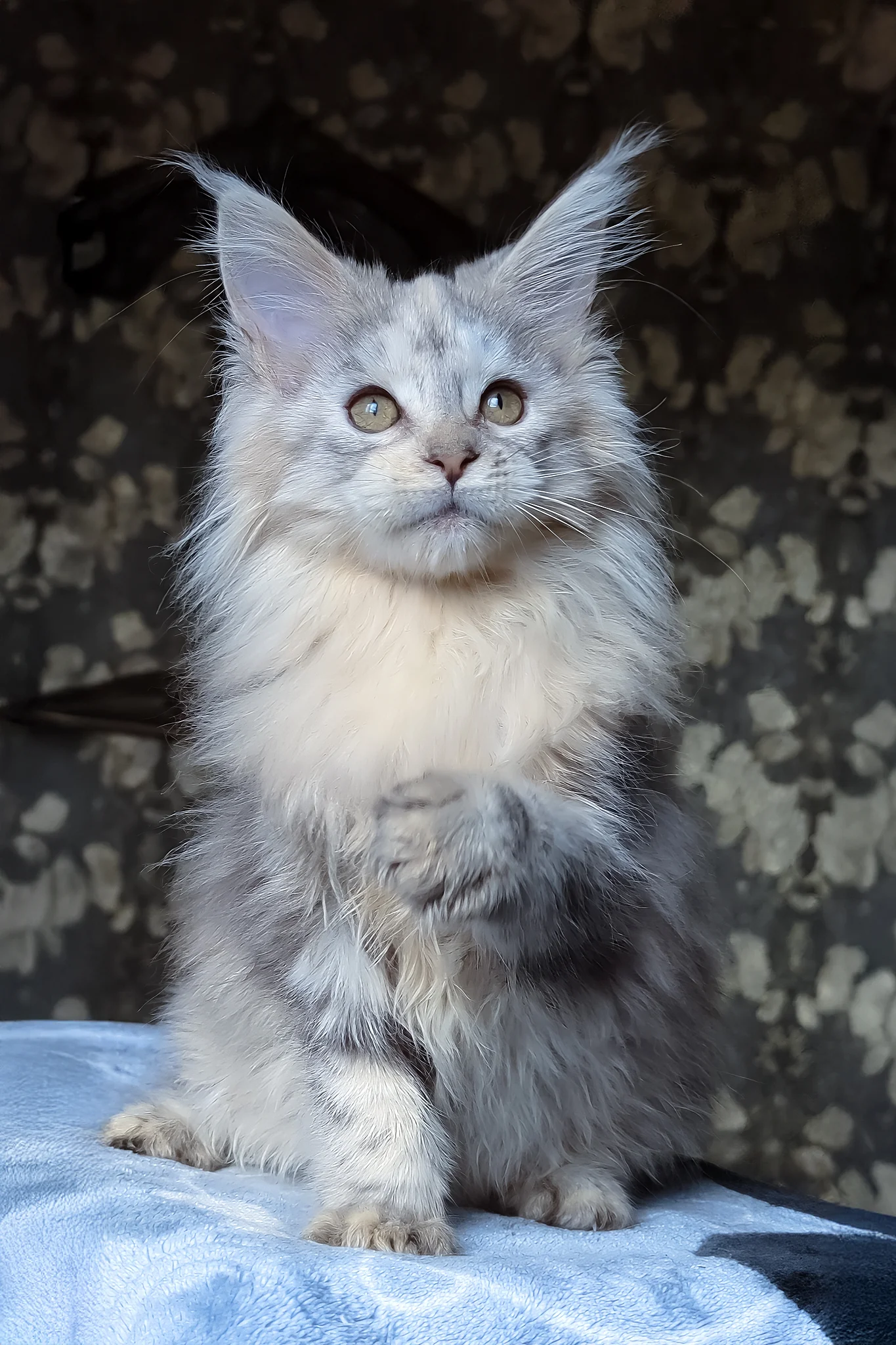 Сofia | Maine Coon Kitten - Image 3