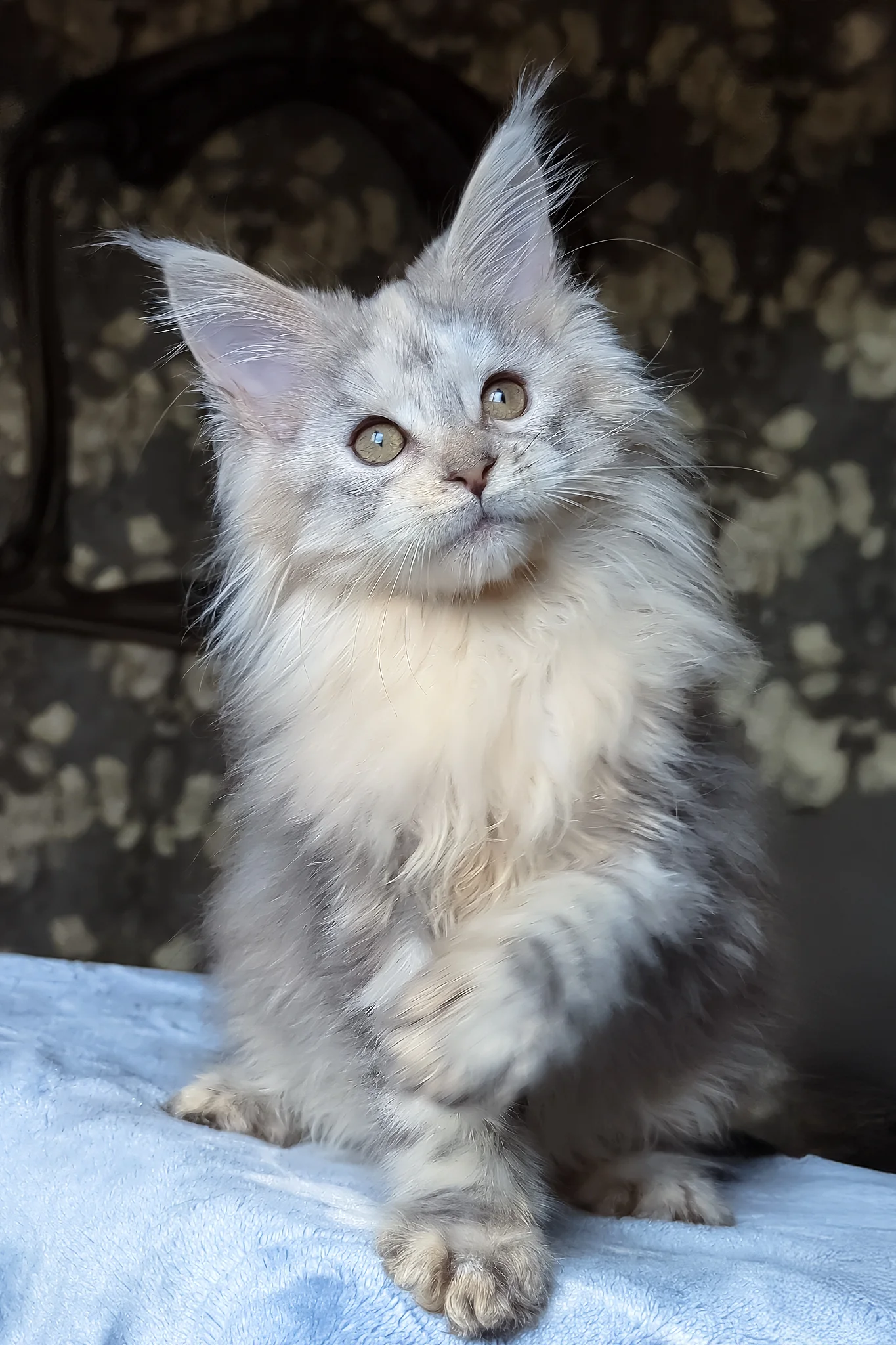 Сofia | Maine Coon Kitten - Image 6