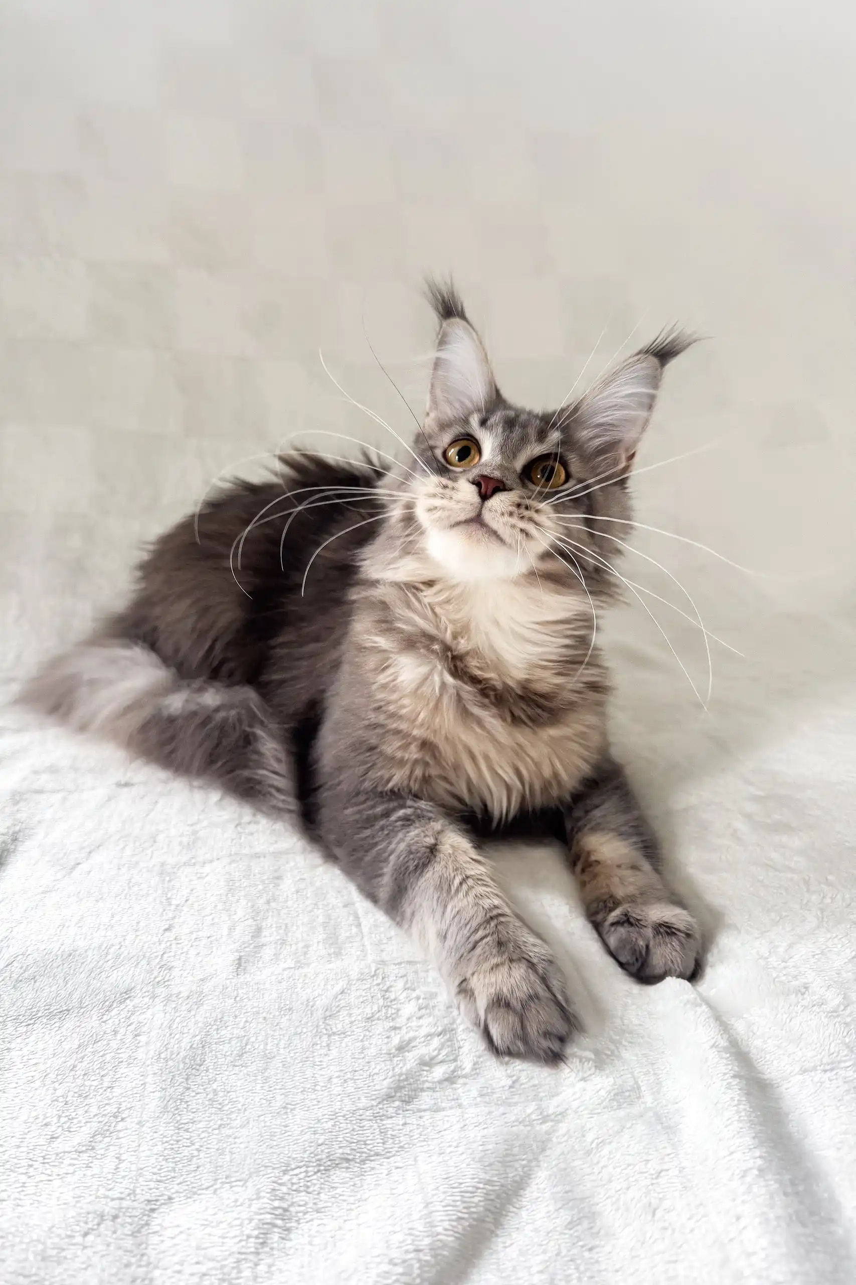 Akebia | Maine Coon Kitten - Image 2
