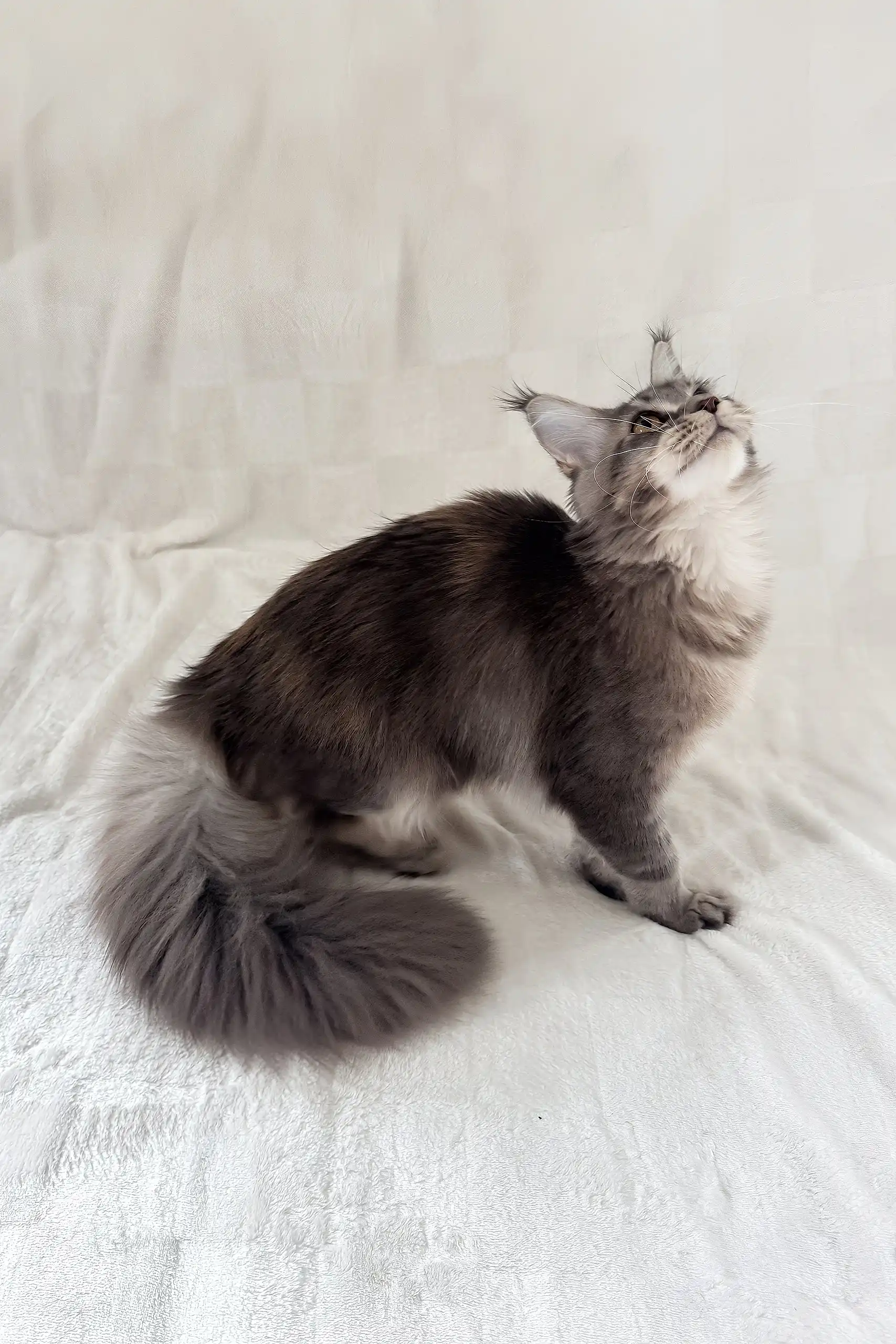 Akebia | Maine Coon Kitten - Image 3