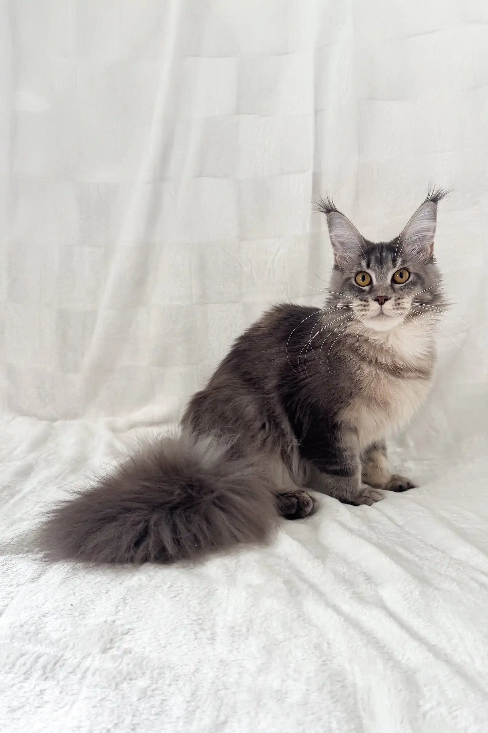 Akebia | Maine Coon Kitten - Image 4