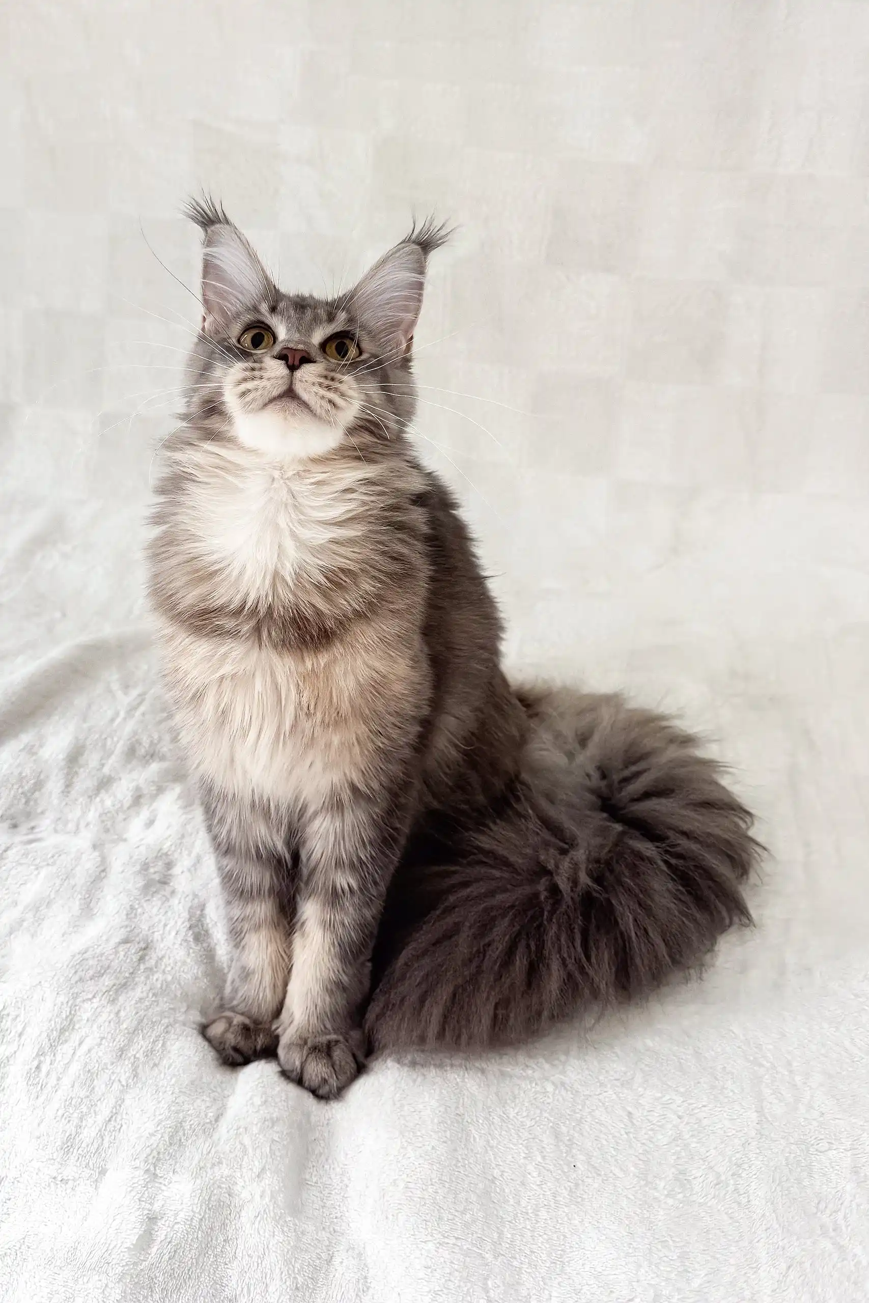 Akebia | Maine Coon Kitten - Image 9