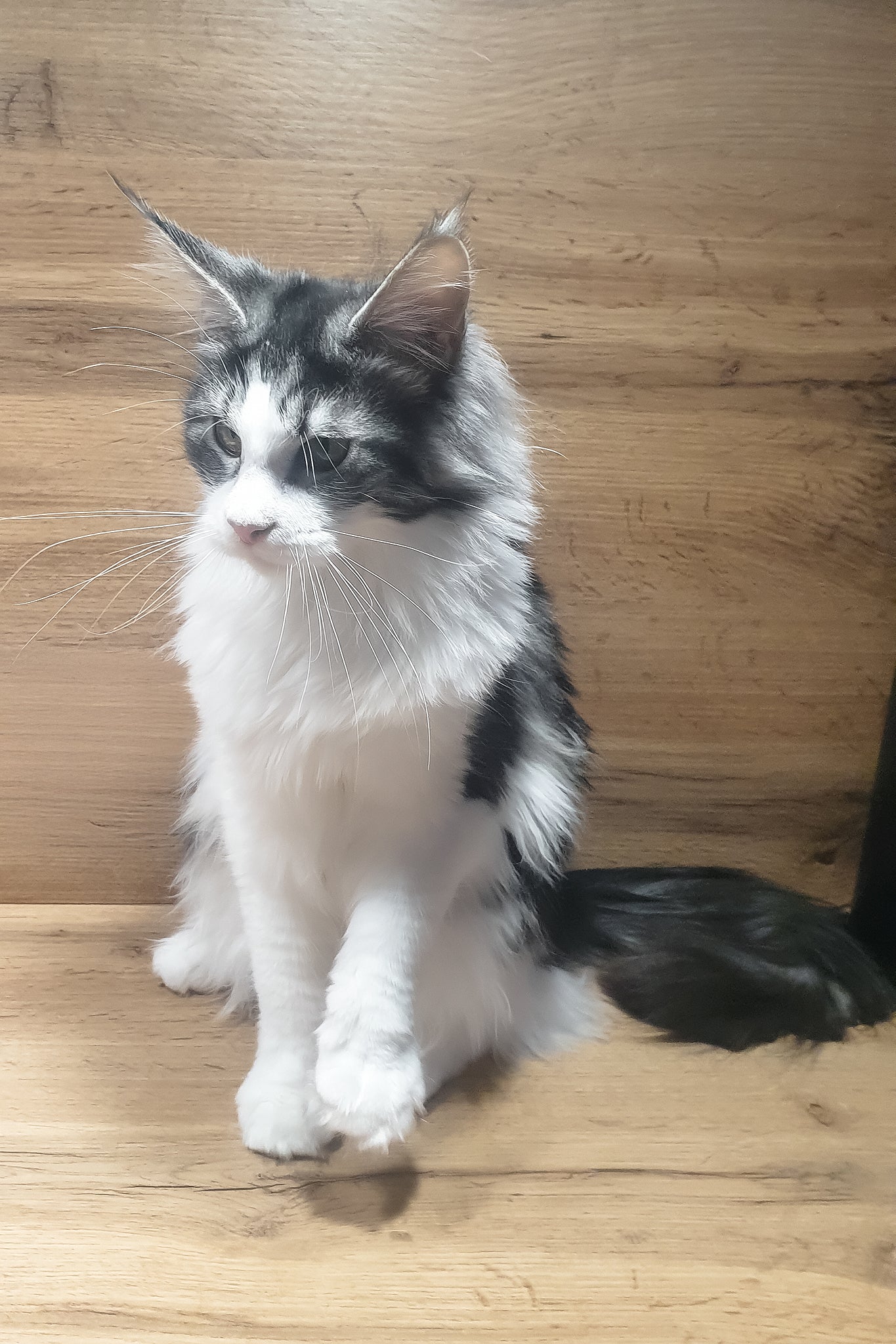 Albina | Maine Coon Kitten - Image 4