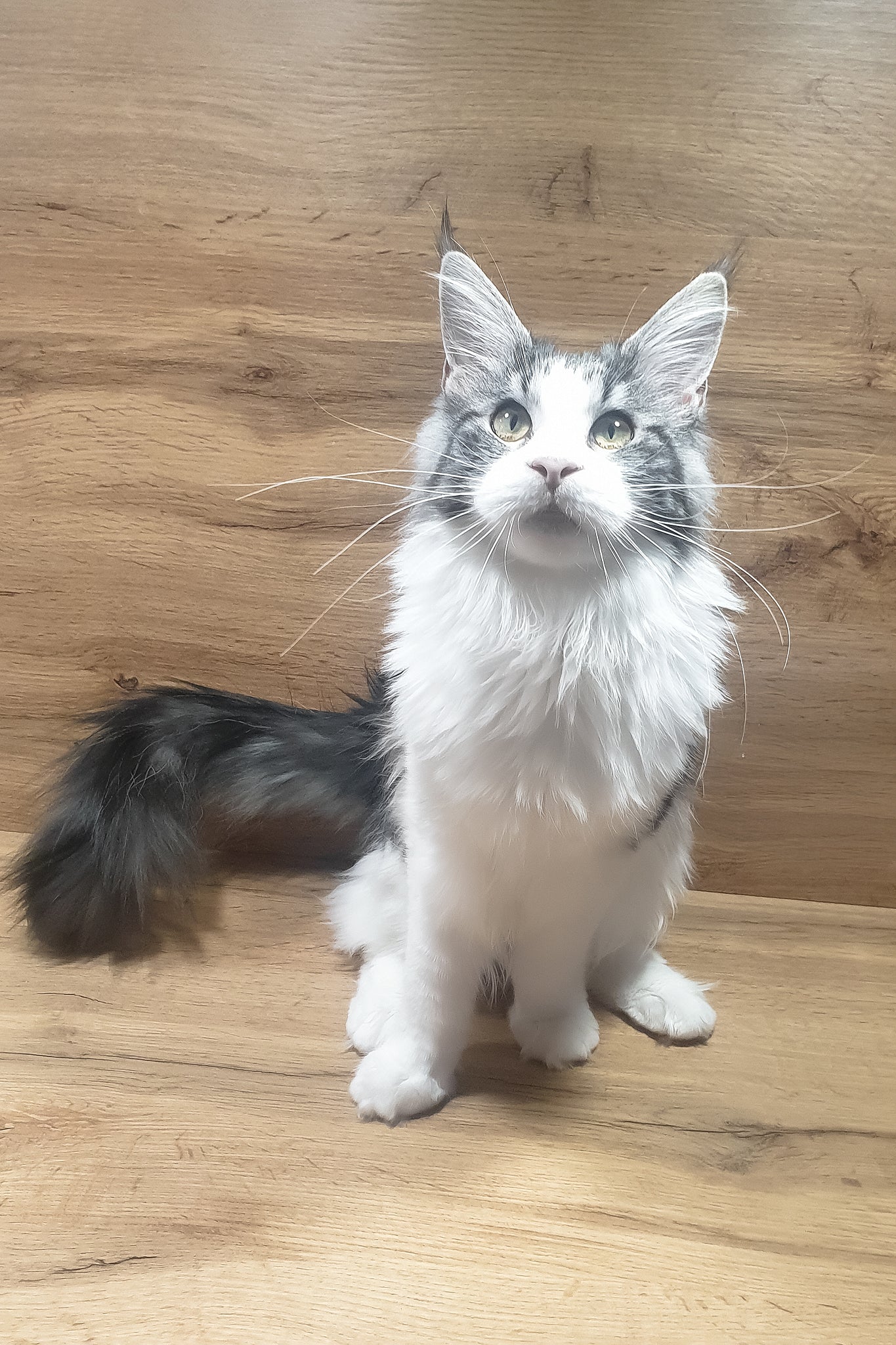 Albina | Maine Coon Kitten - Image 5