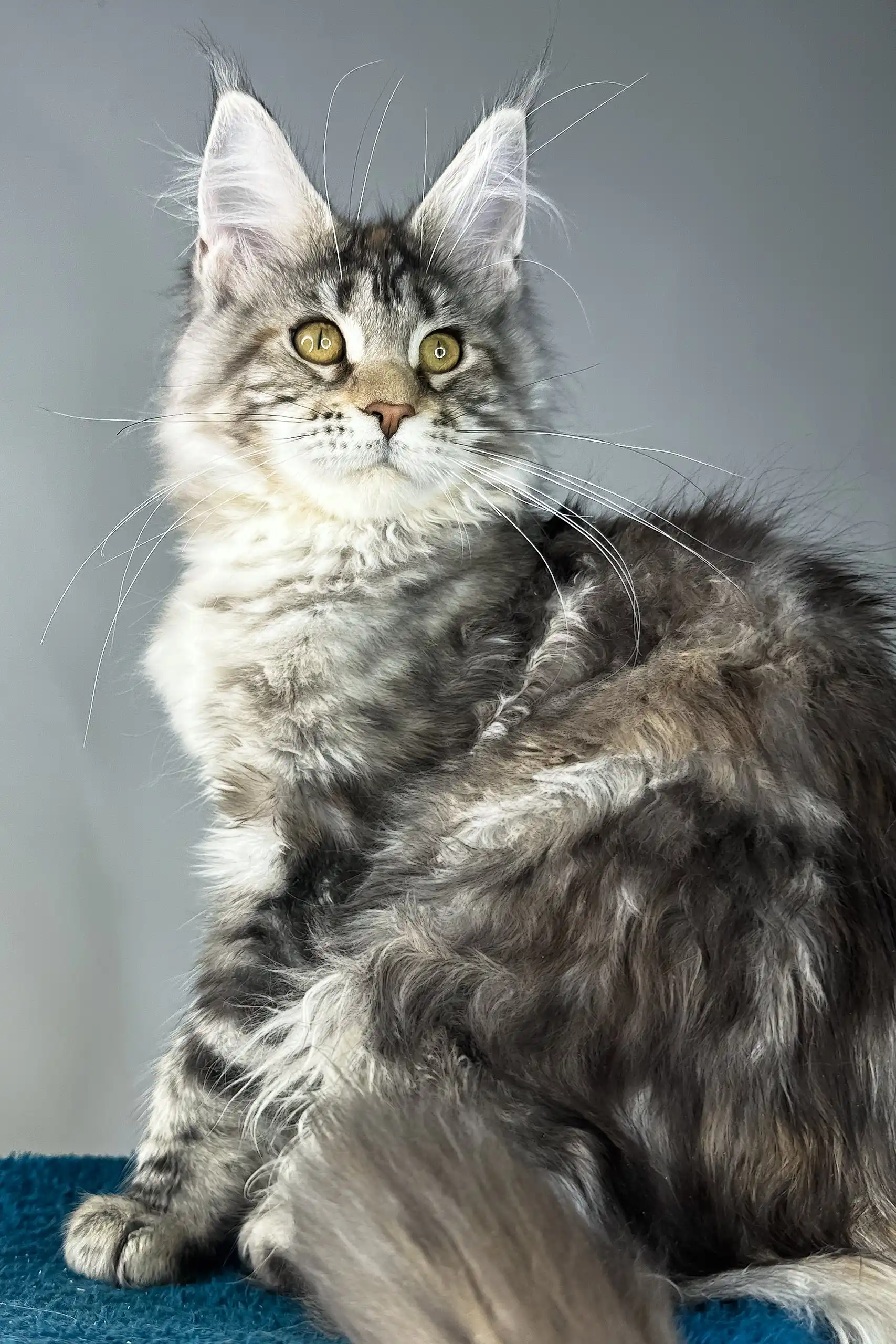 Alexa | Maine Coon Kitten - Image 8
