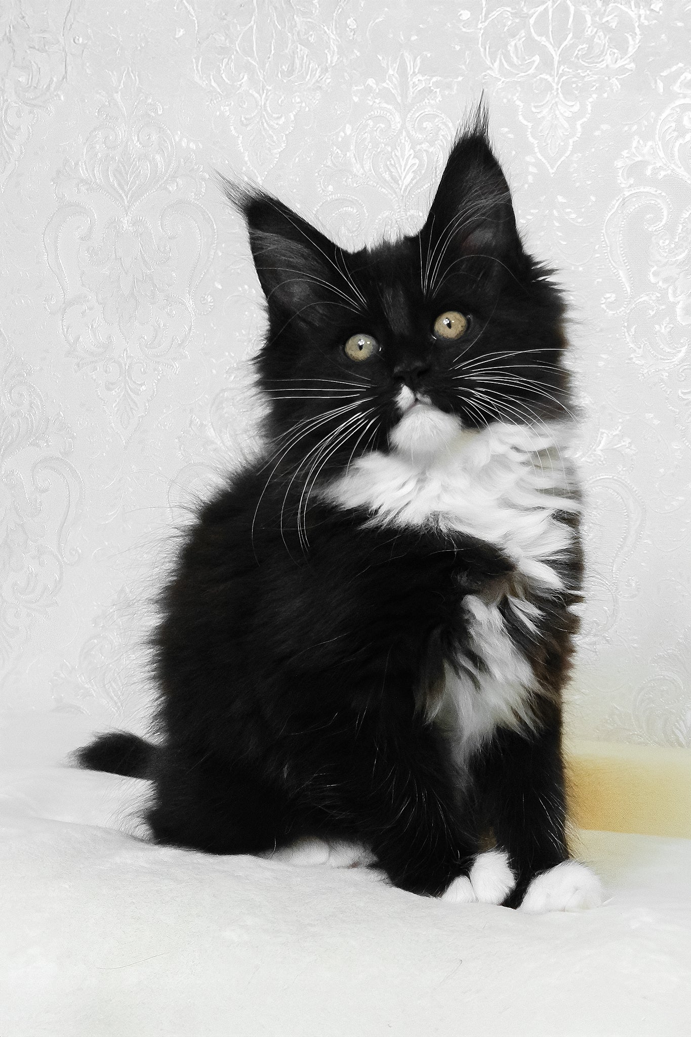 Alisa | Maine Coon Kitten - Image 3
