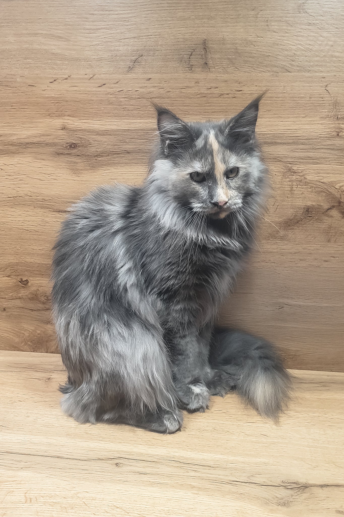 Amazon | Maine Coon Kitten - Image 4