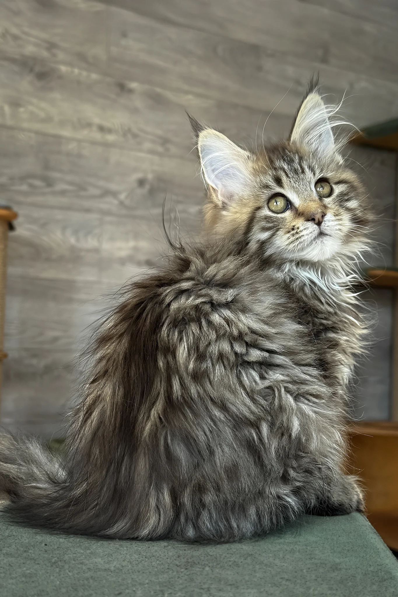 Amina | Maine Coon Kitten - Image 7