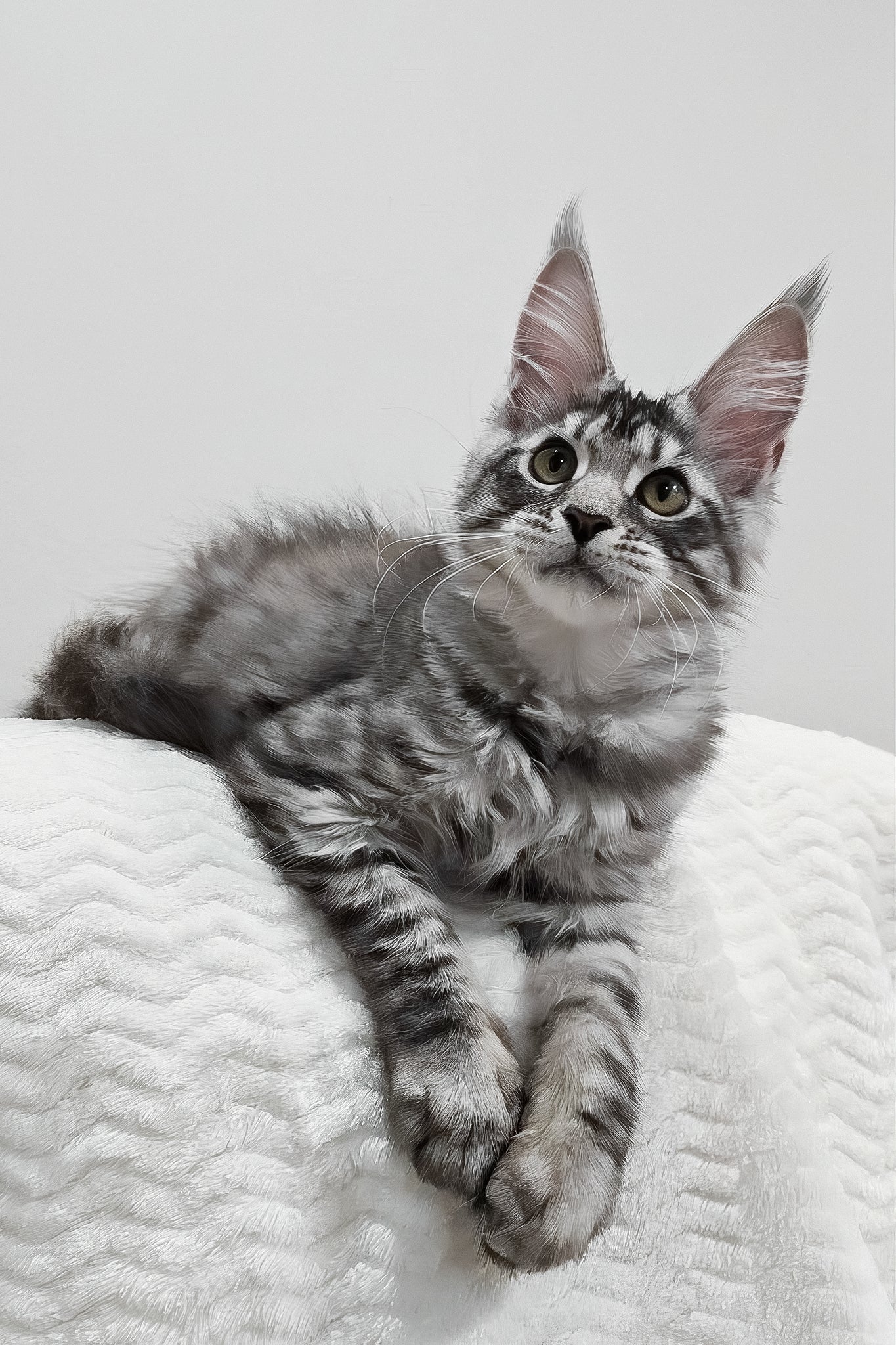 Anastasia | Maine Coon Kitten - Image 11