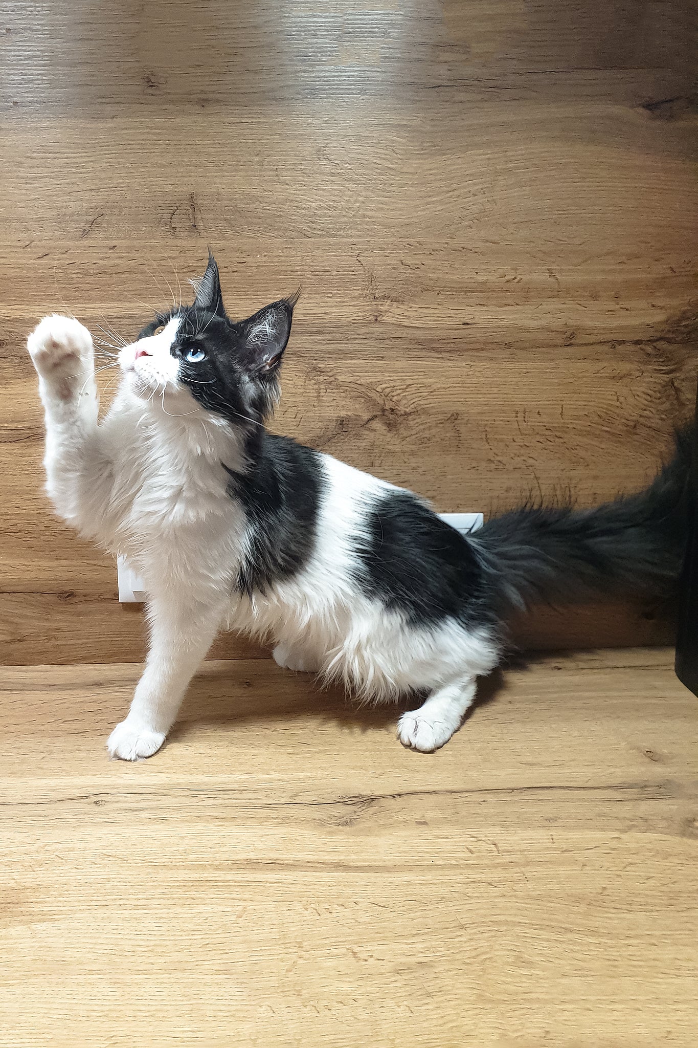 Angel | Maine Coon Kitten - Image 8