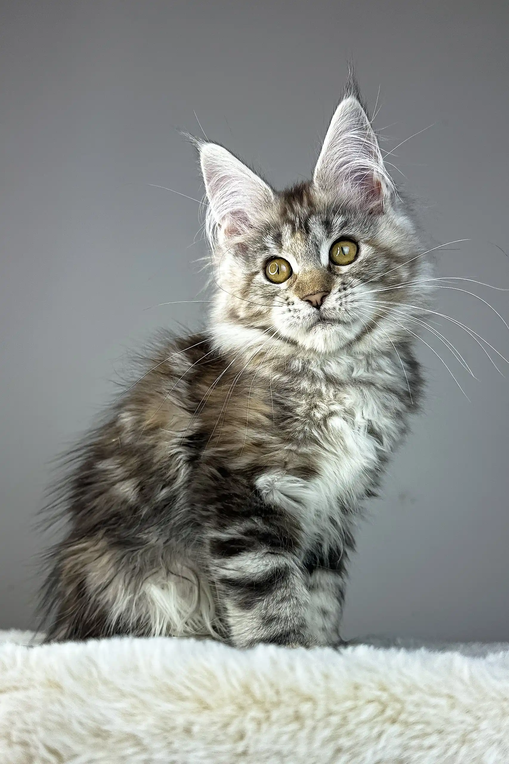 Anna | Maine Coon Kitten - Image 9