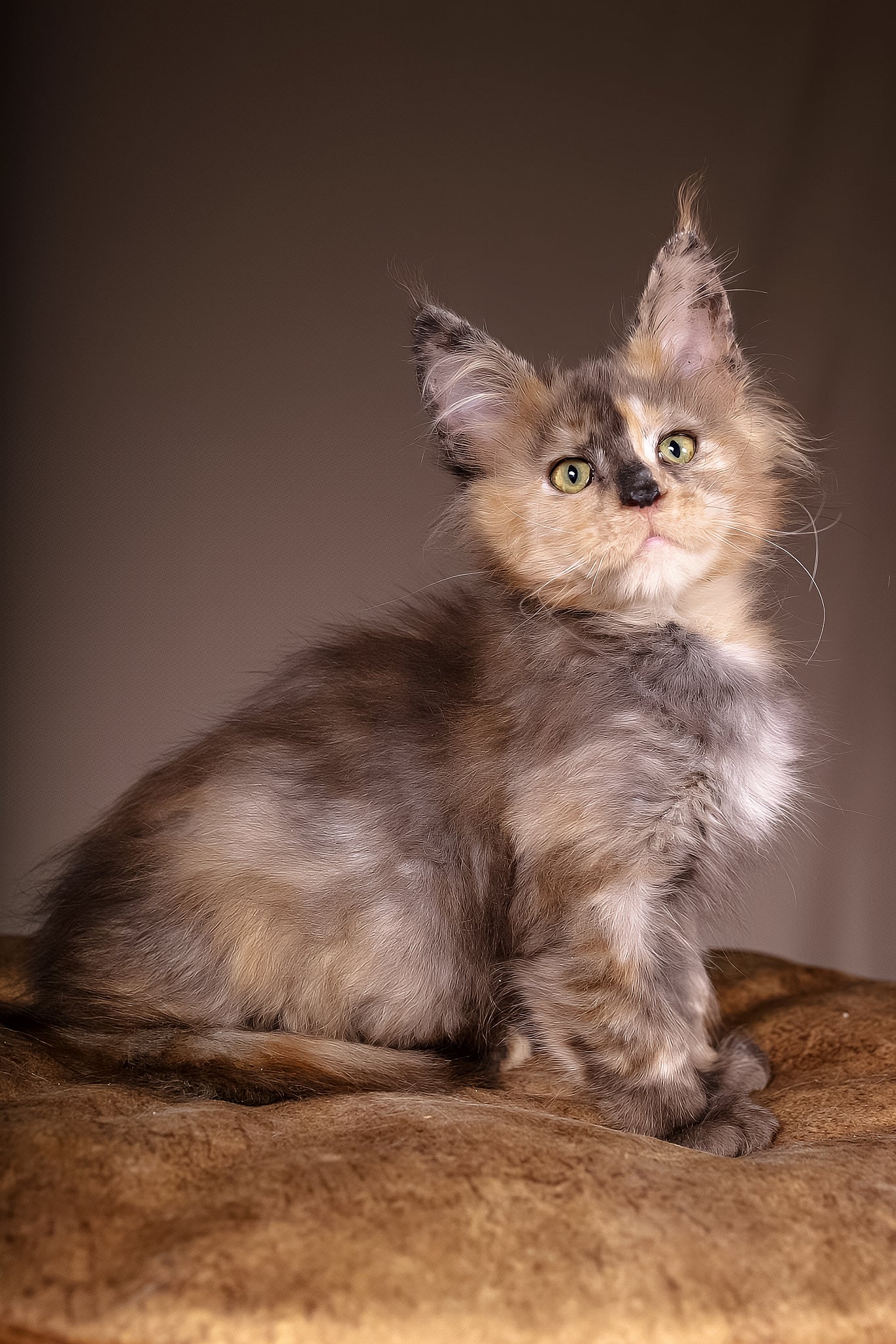 Ariel | Maine Coon Kitten - Image 2