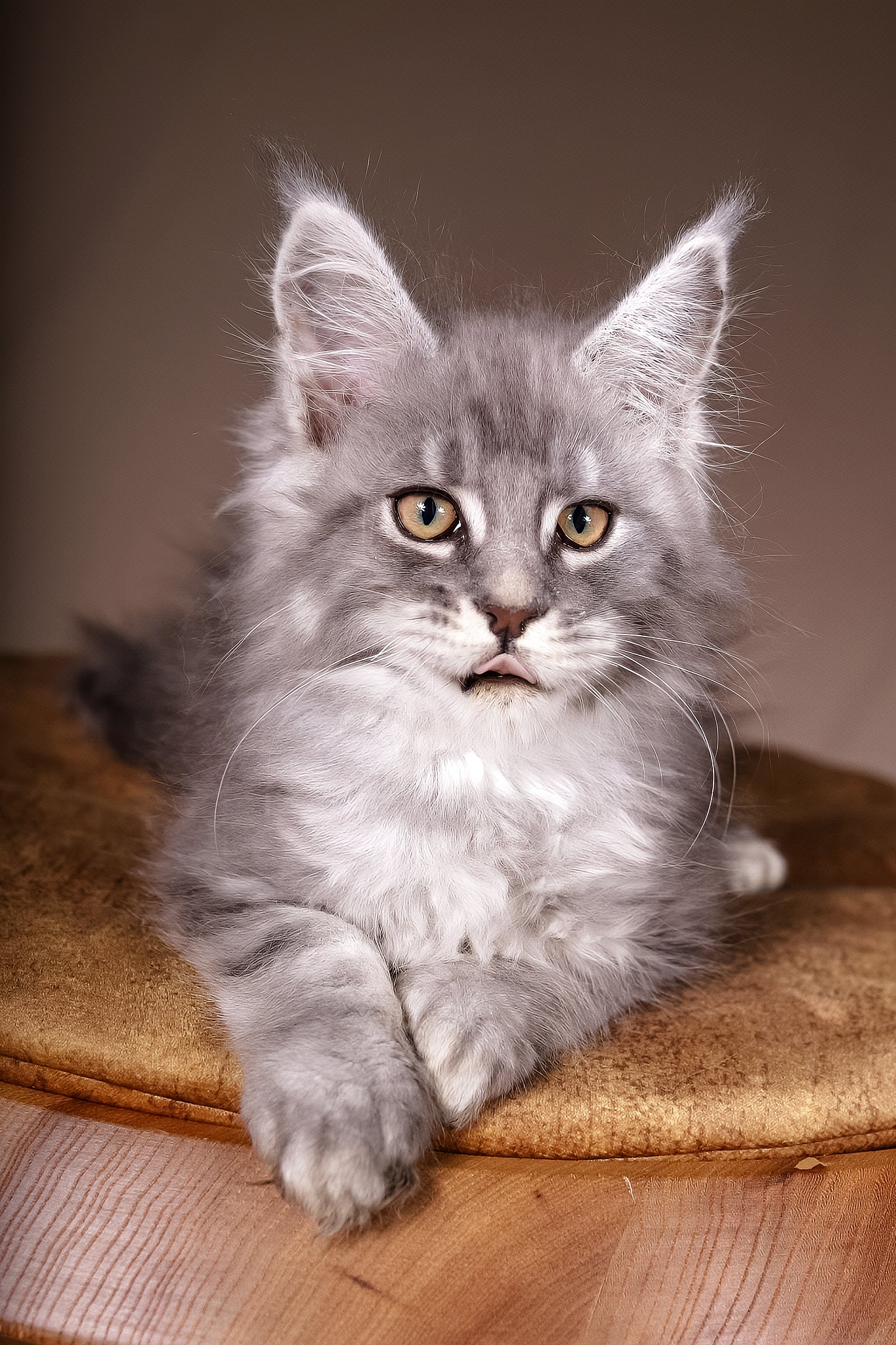 Arisha | Maine Coon Kitten - Image 5