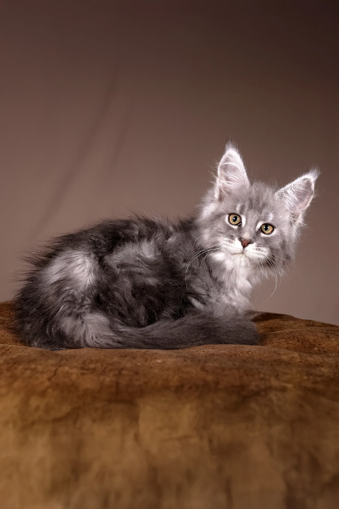 Arisha | Maine Coon Kitten - Image 6