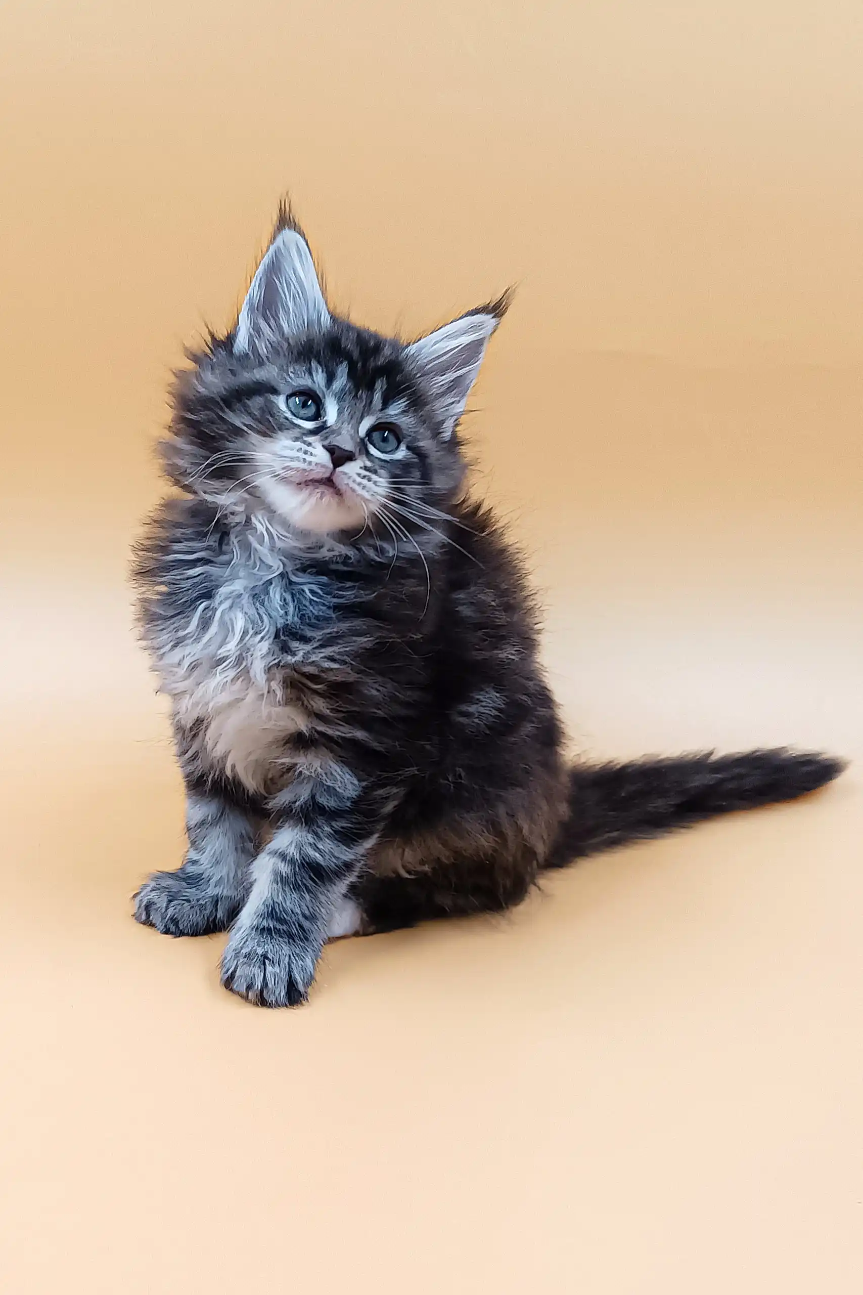 Asia | Maine Coon Kitten - Image 2