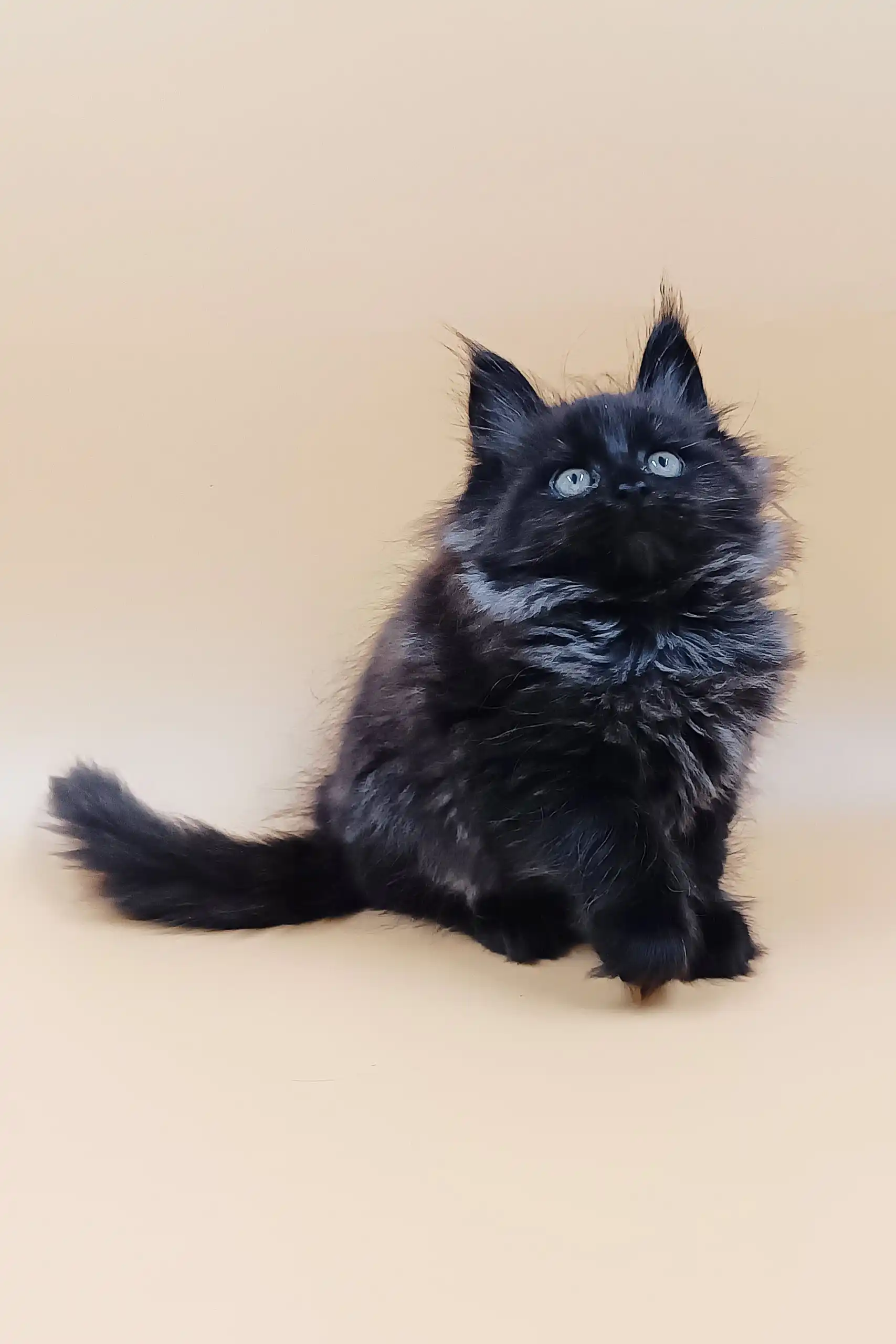 Asol | Maine Coon Kitten - Image 5