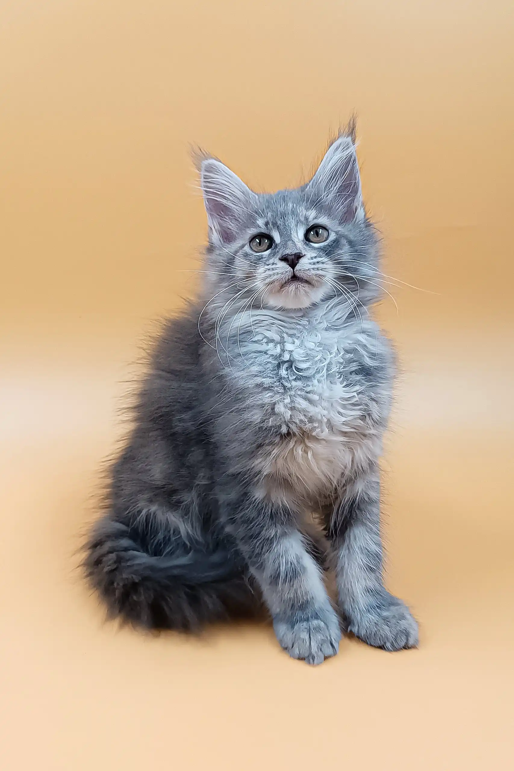 Asty | Maine Coon Kitten - Image 7