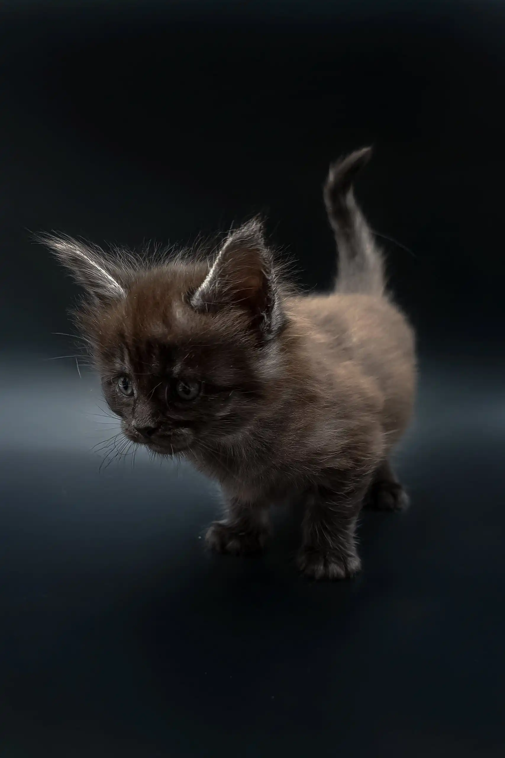 Aura | Maine Coon Kitten - Image 2