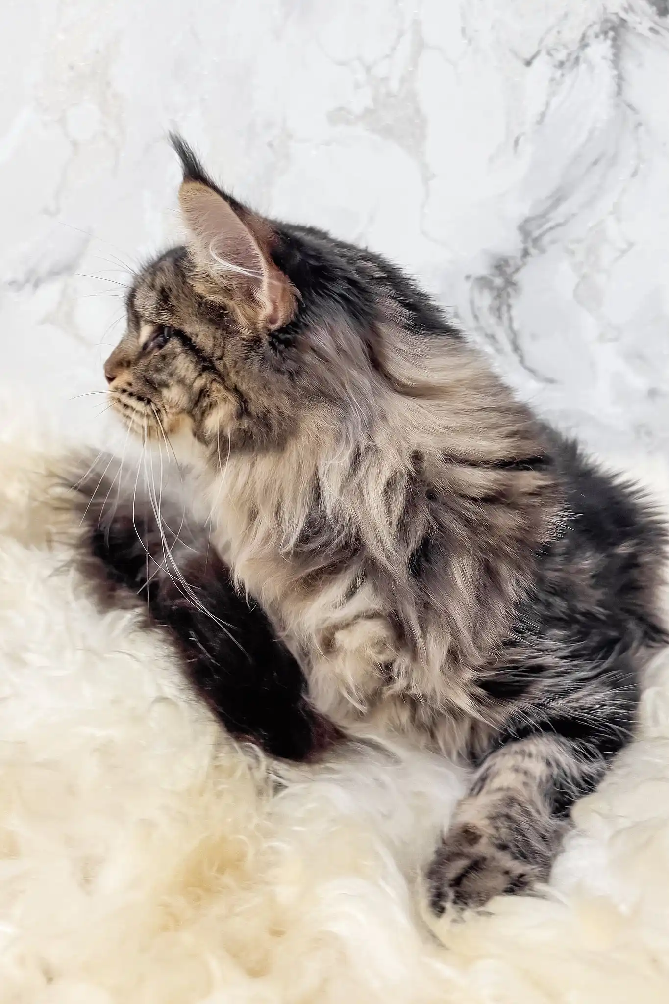 Aurika | Maine Coon Kitten - Image 3