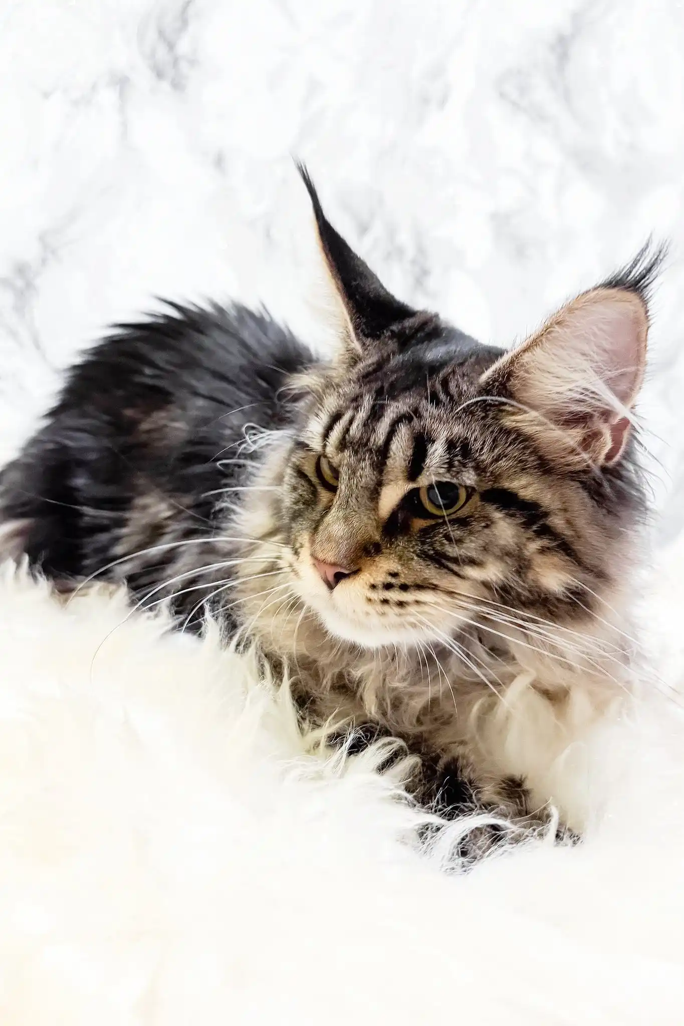 Aurika | Maine Coon Kitten - Image 7