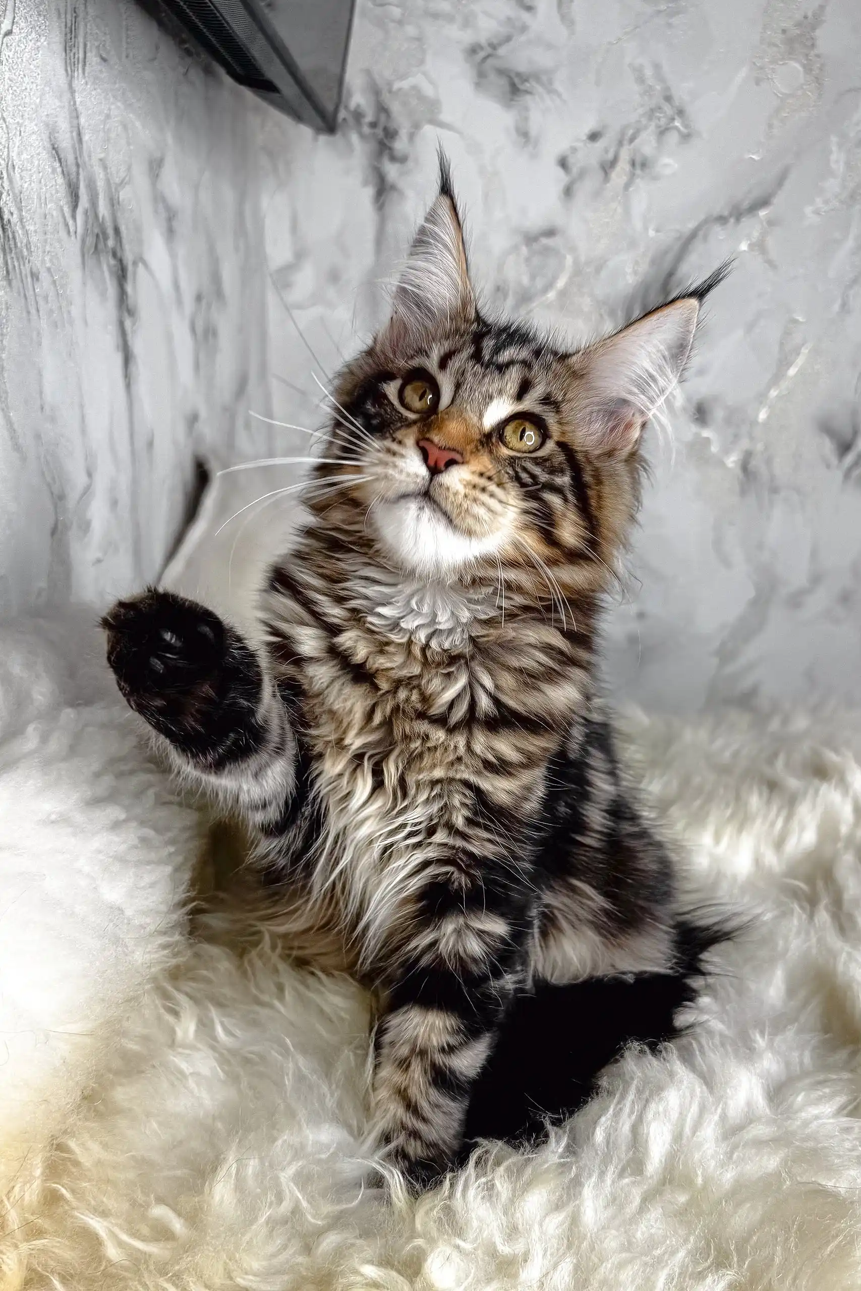 Aurora | Maine Coon Kitten - Image 3