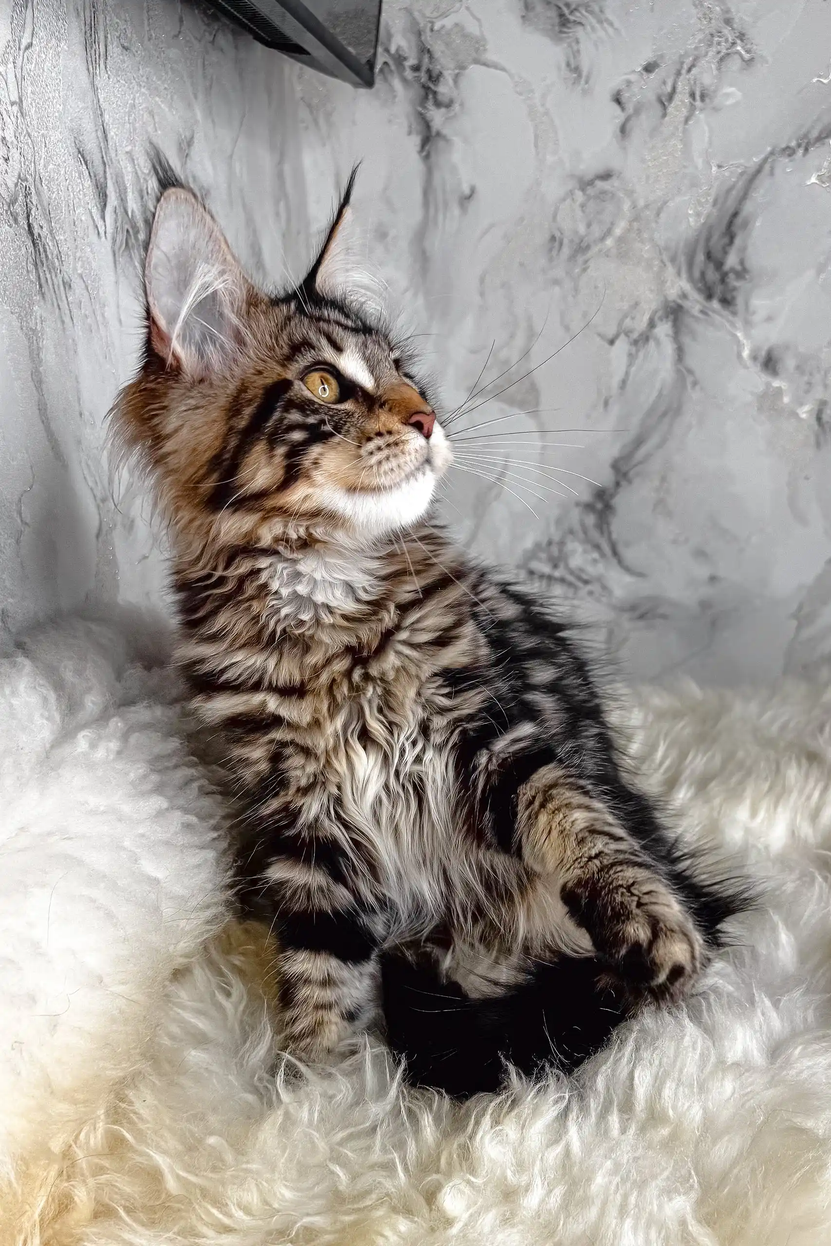 Aurora | Maine Coon Kitten - Image 7