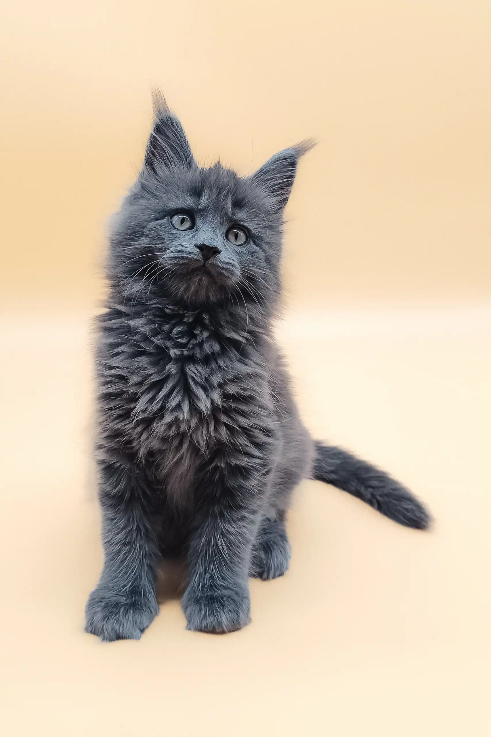 Avi | Maine Coon Kitten - Image 7