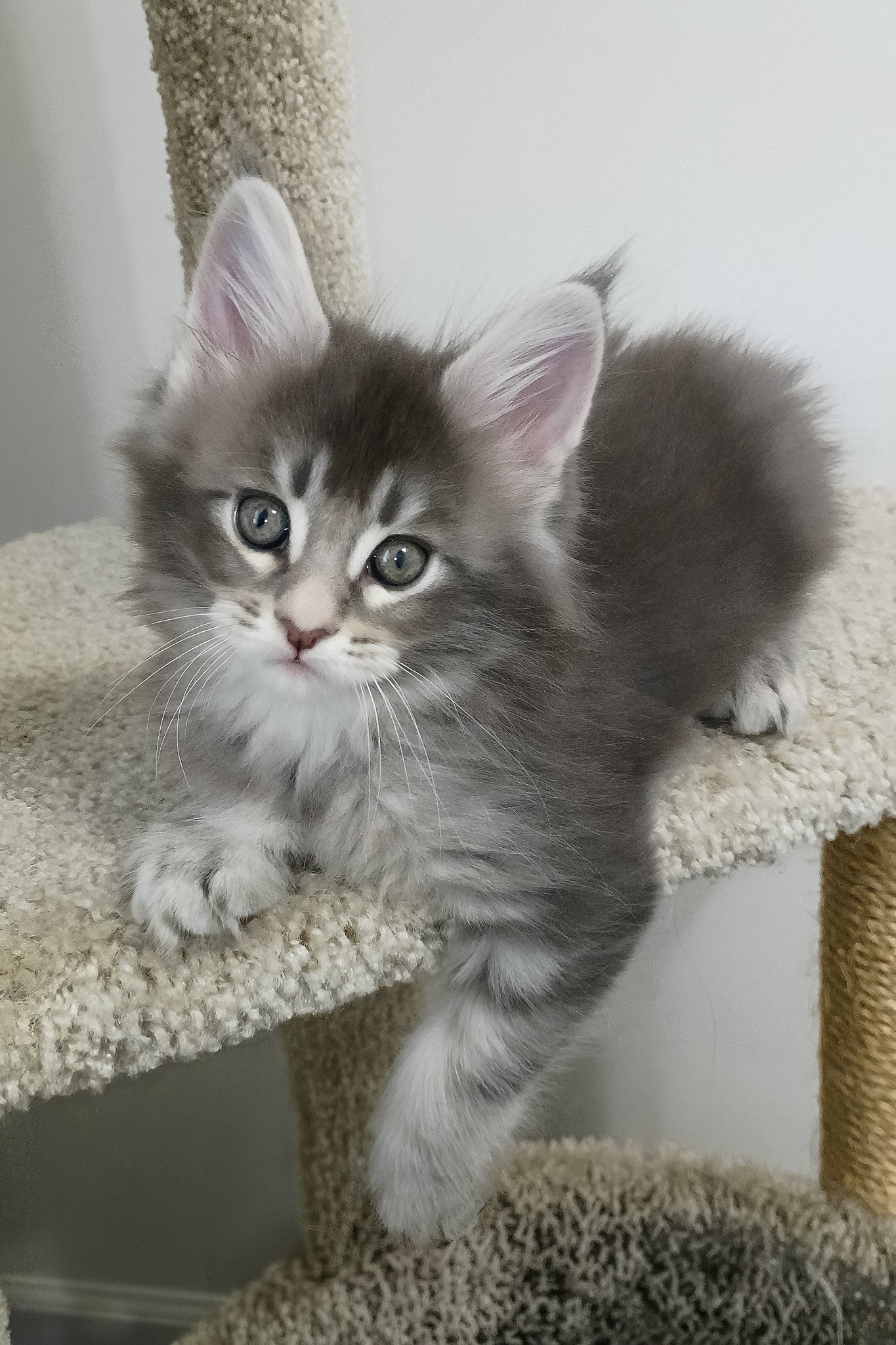 Azure | Maine Coon Kitten - Image 3