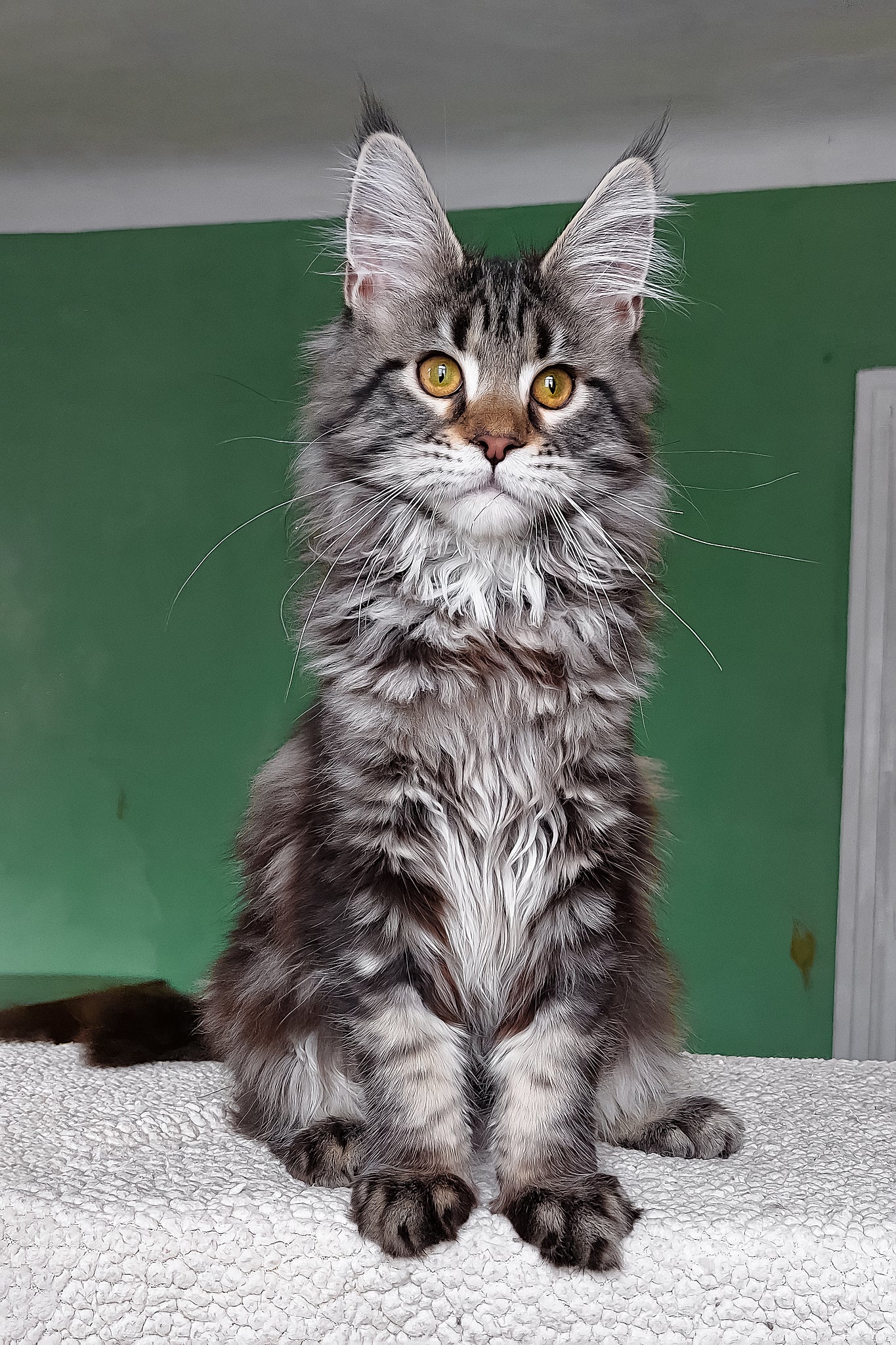 Baccara | Maine Coon Kitten - Image 3